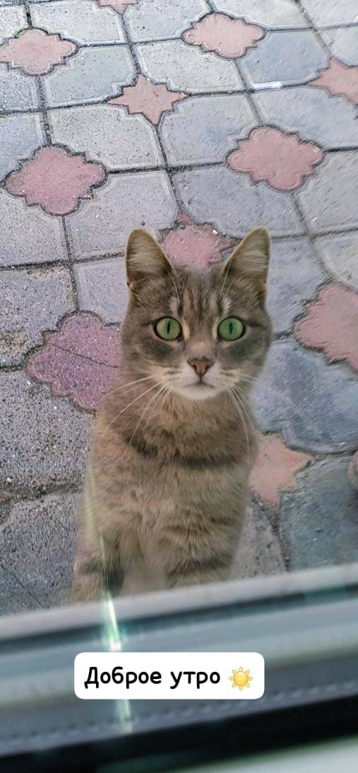 Пропала кошка около магазина (...