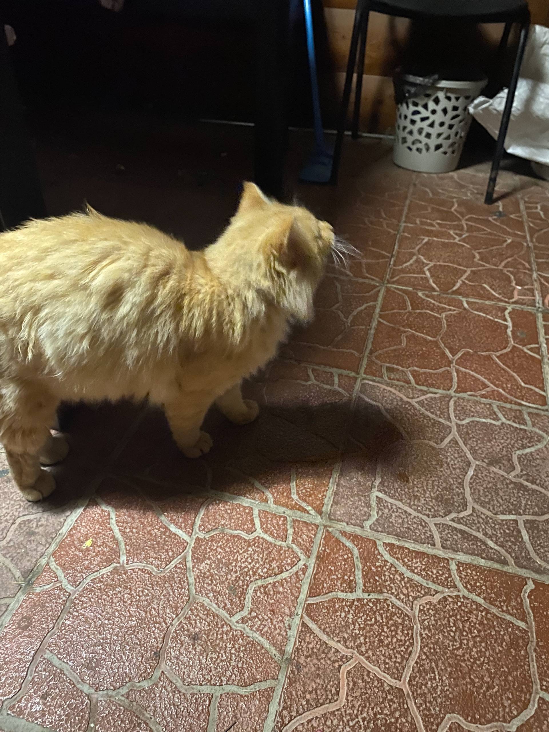 Чаадаево. Пришла кошка . Домаш...