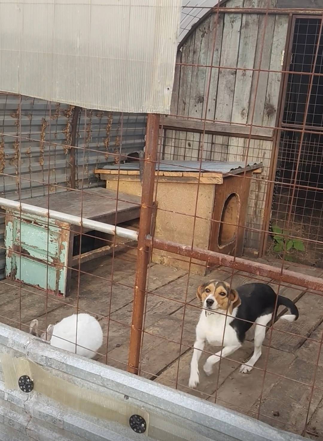 17.10.25 Пропала собака в...