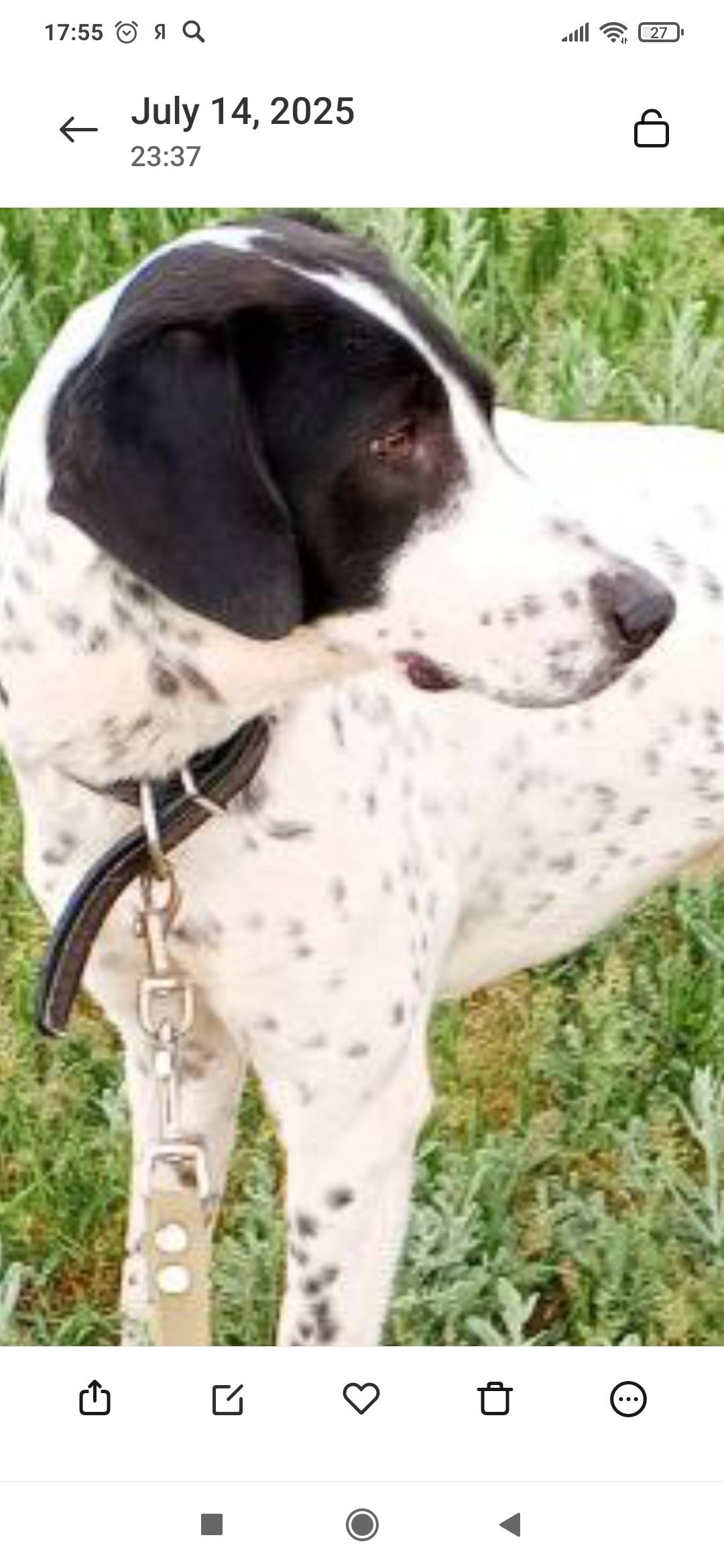 Пропала собака кличка Рэм, кто...