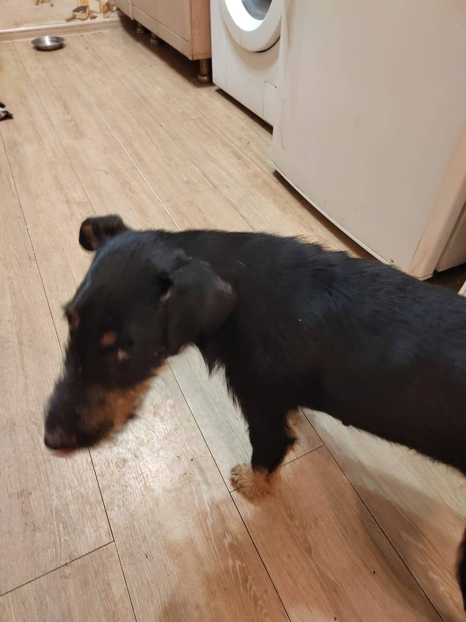 В Кривенсковской найдена собак...