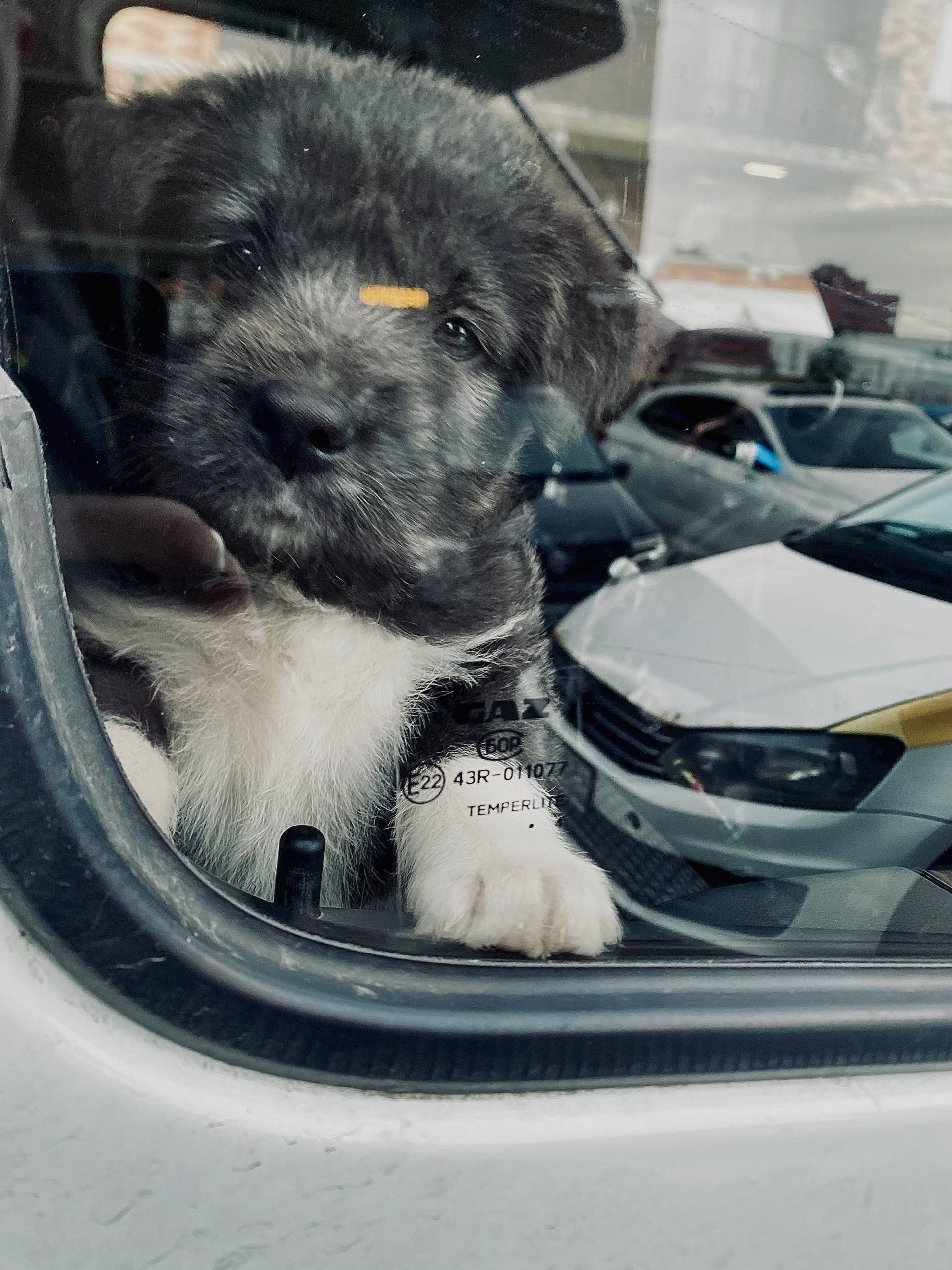 🆘ИЩЕМ НАШУ МАЛЕНЬКУЮ АФИНУ! 🆘 ...