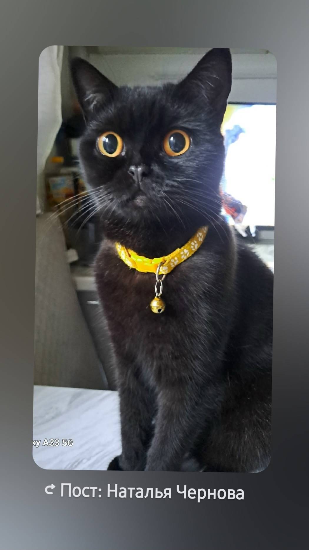 Пропал кот Тоша,, в районе ул....