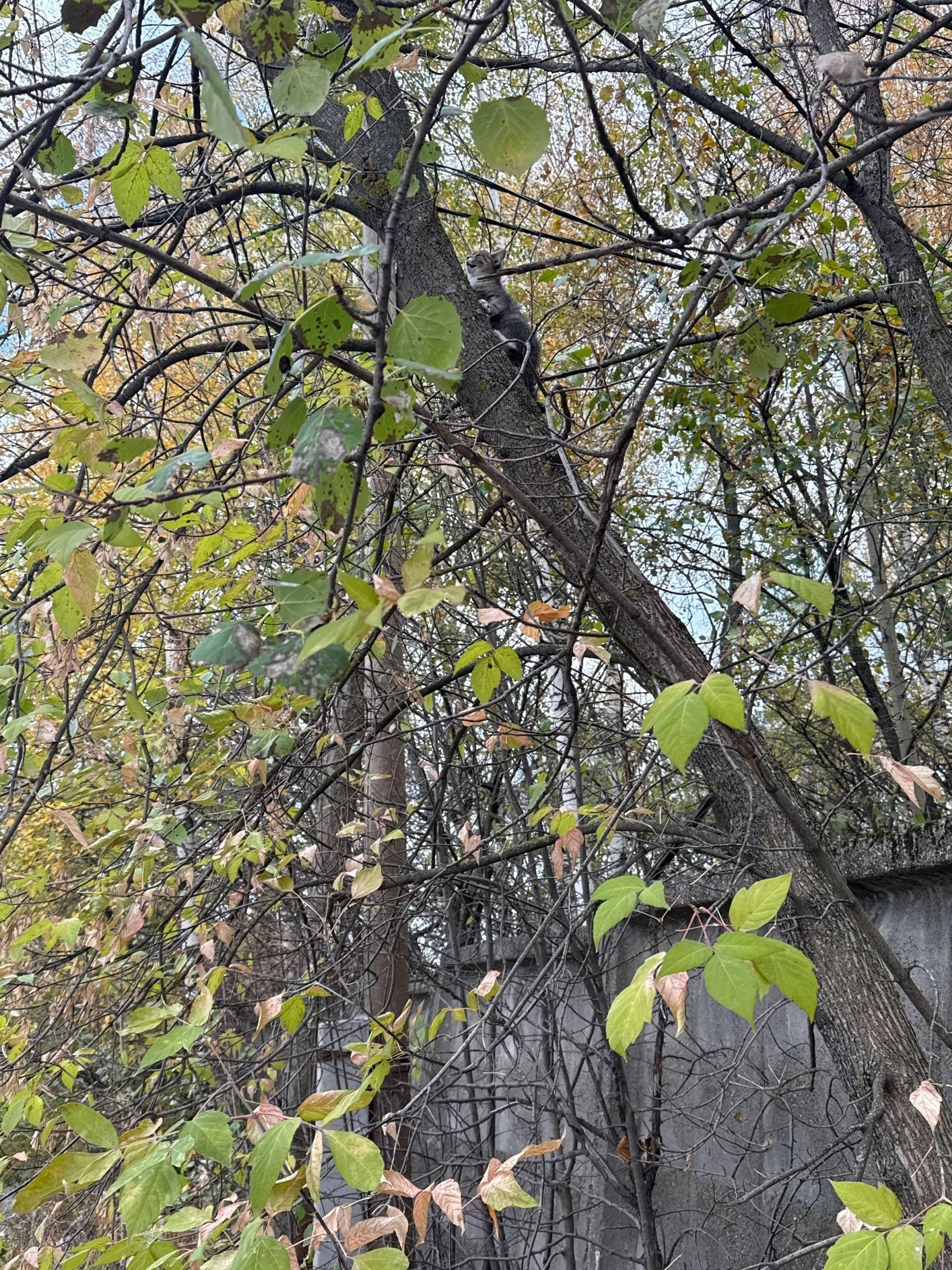 Найден котёнок с травмой глаза...