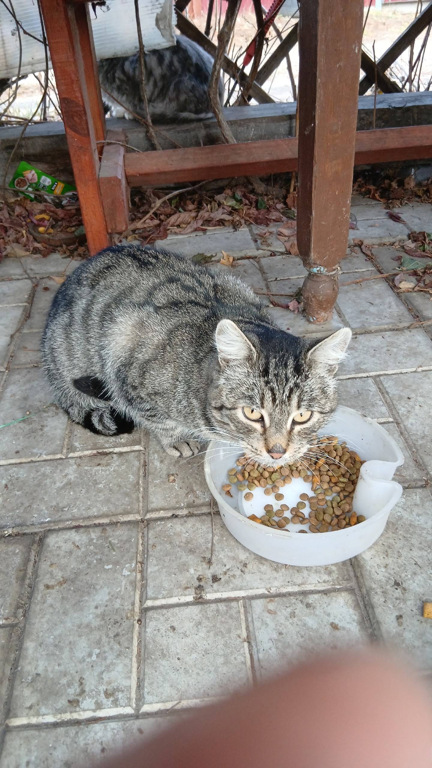 Найден кот в снт Горки, Иволга...