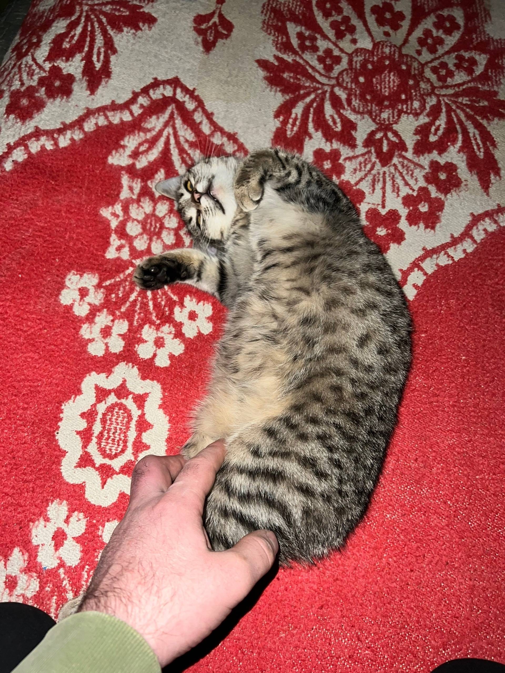 🐈‍⬛ Пропала кошка 18.10.2025.....