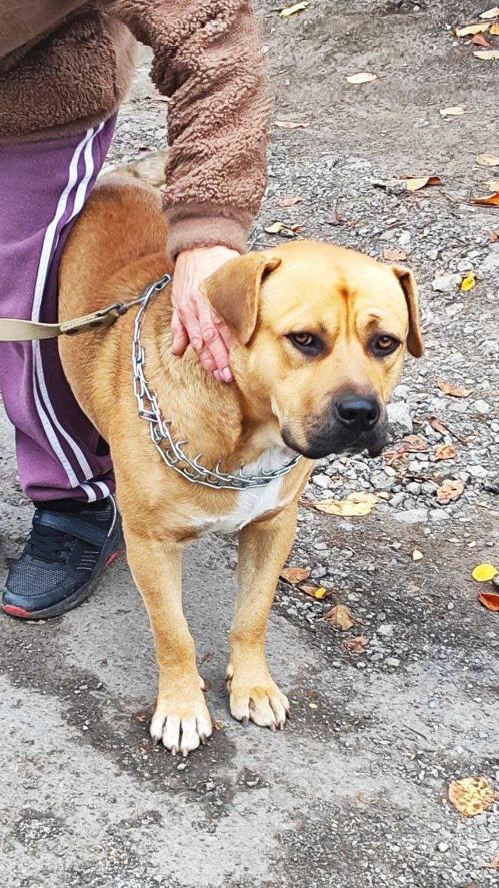 Найден пёс в районе школы 123....