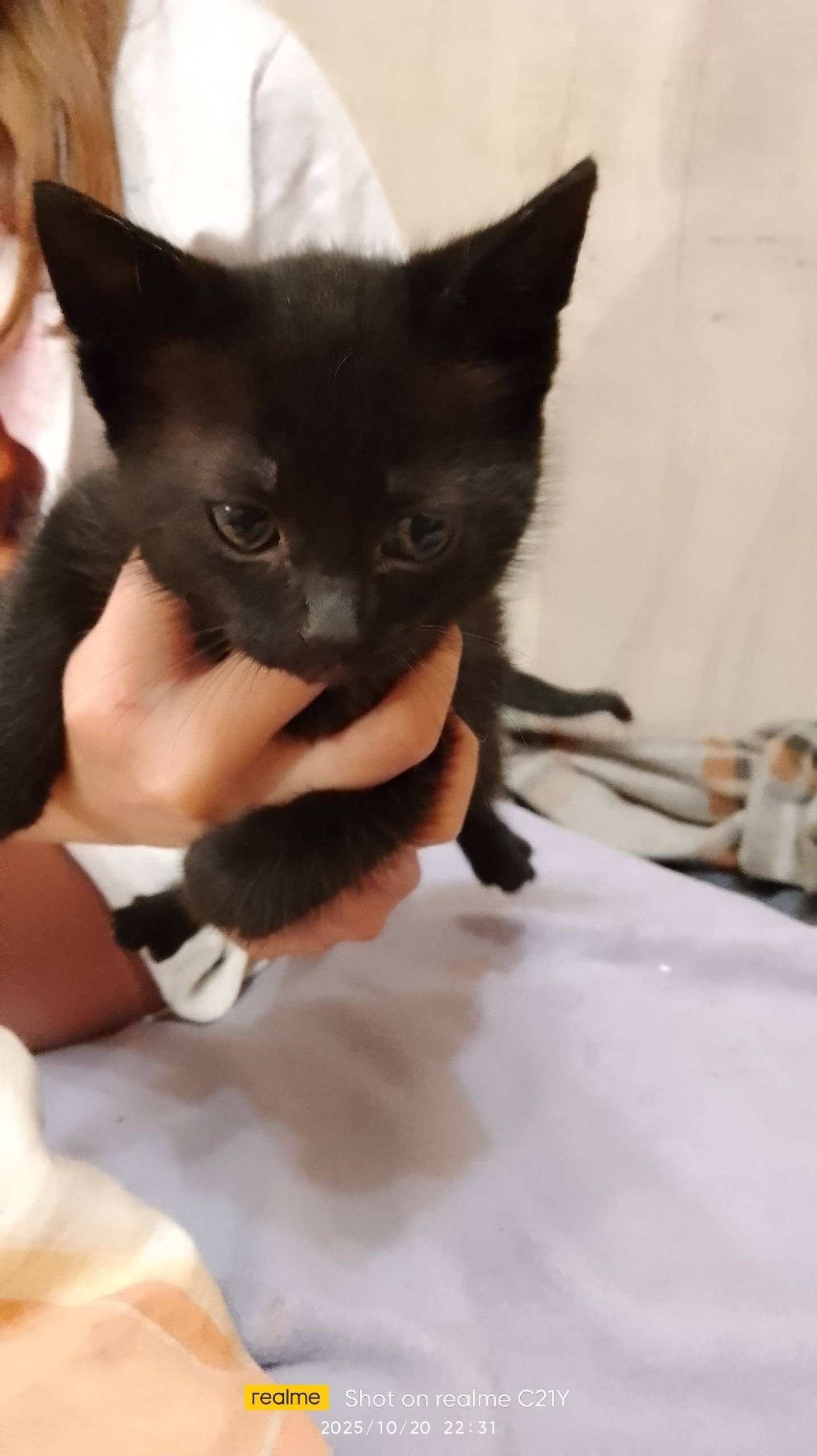 Найден котенок, поселок Василь...