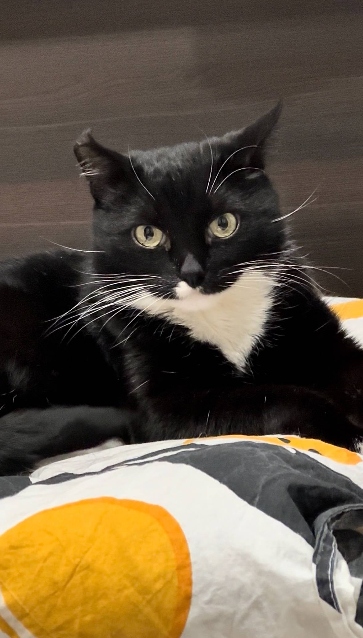 🔴 ПРОПАЛ КОТ! ПОМОГИТЕ НАЙТИ! ...