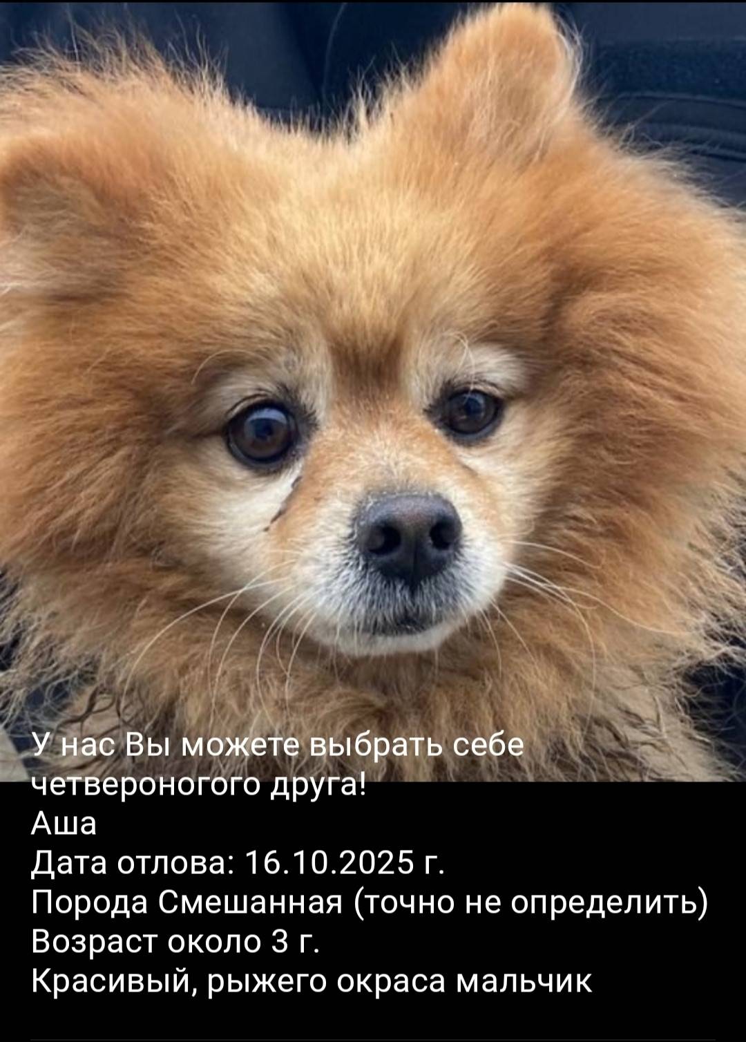 🔥🔥🔥 Вниманию владельцев собак!...