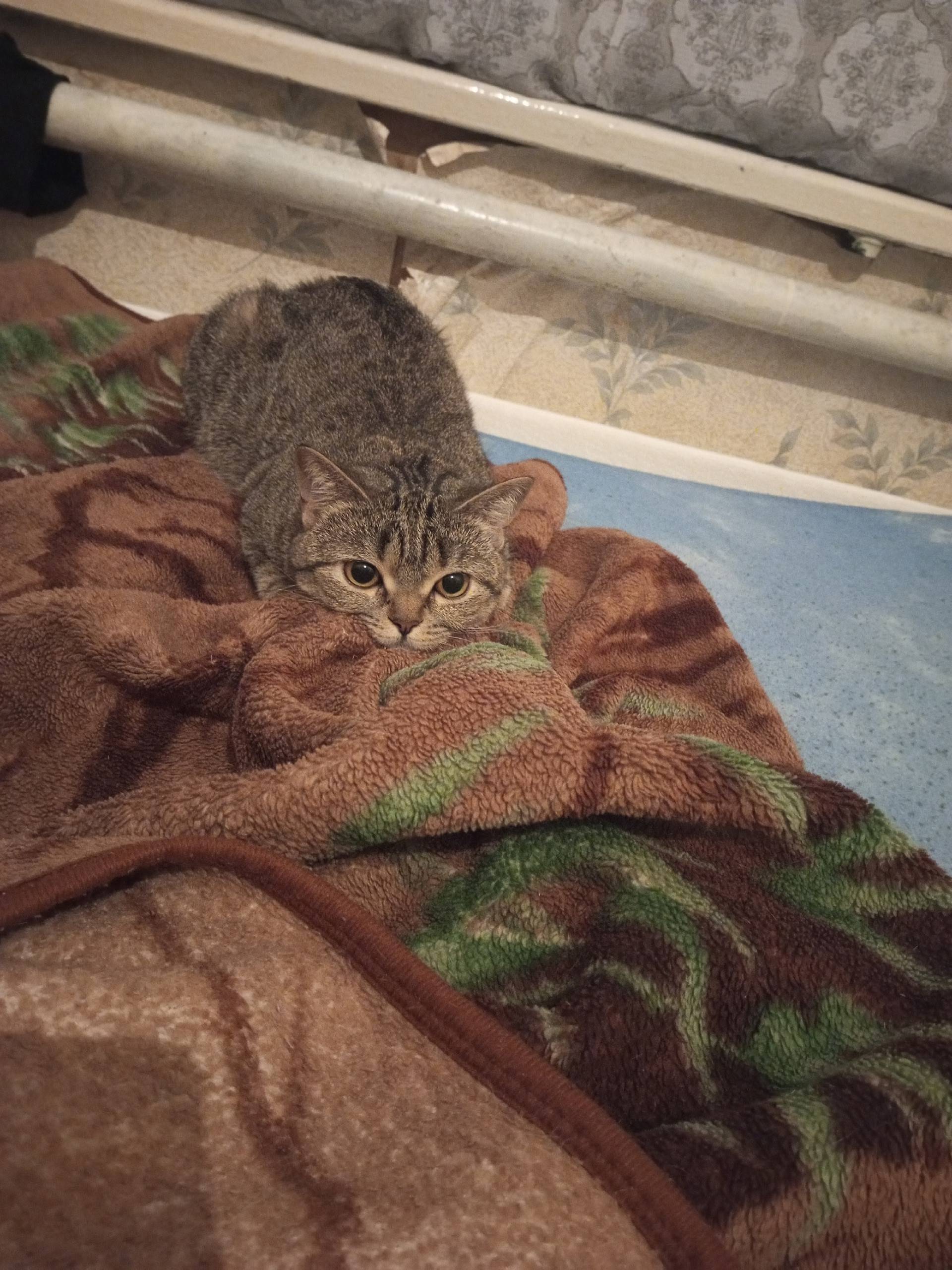 Пропала кошка, месяц назад, в ...