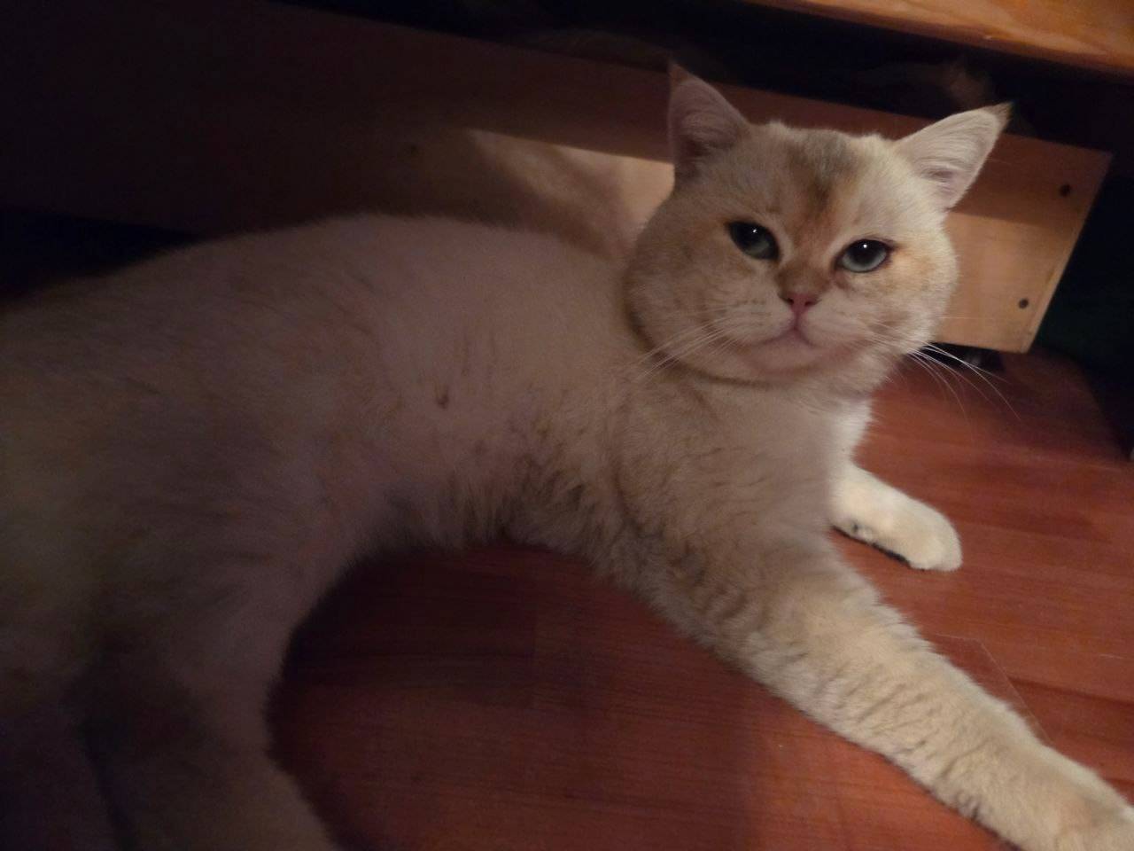 Пропал кот, отзывается на клич...