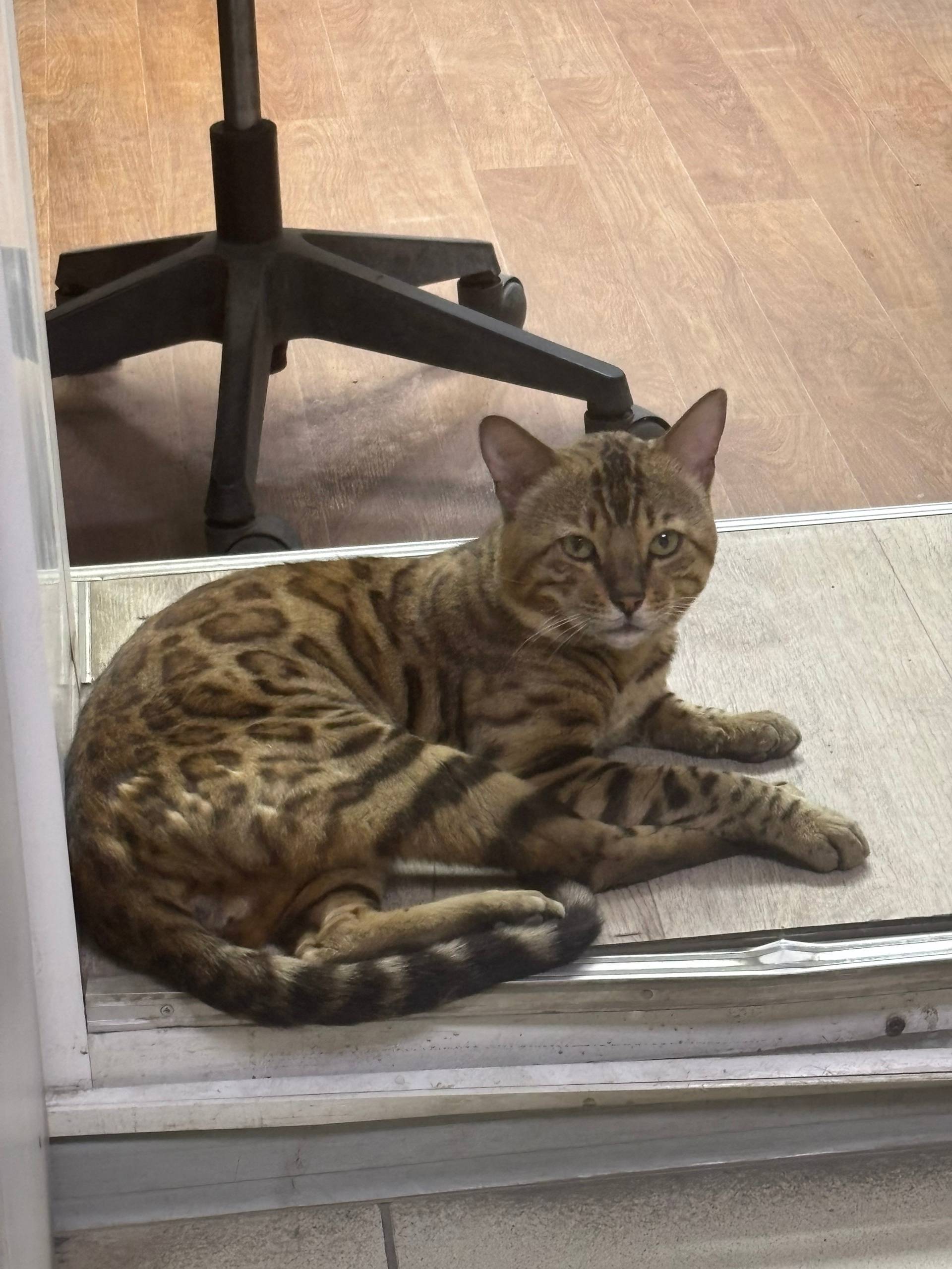 Найден кот, ищу старых или нов...