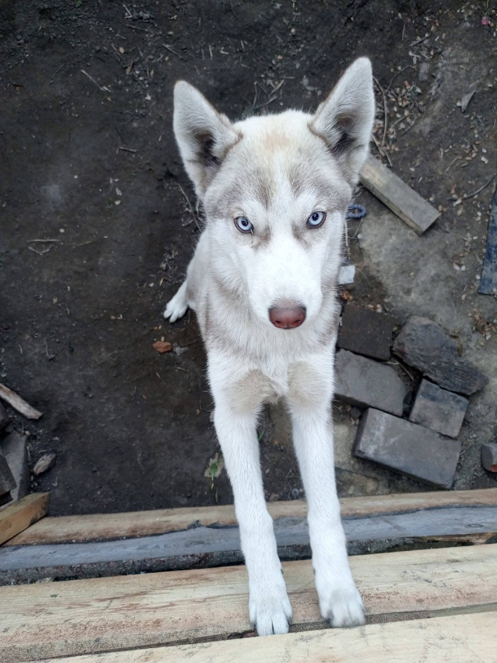 Потерялась собака Ушла около 1...