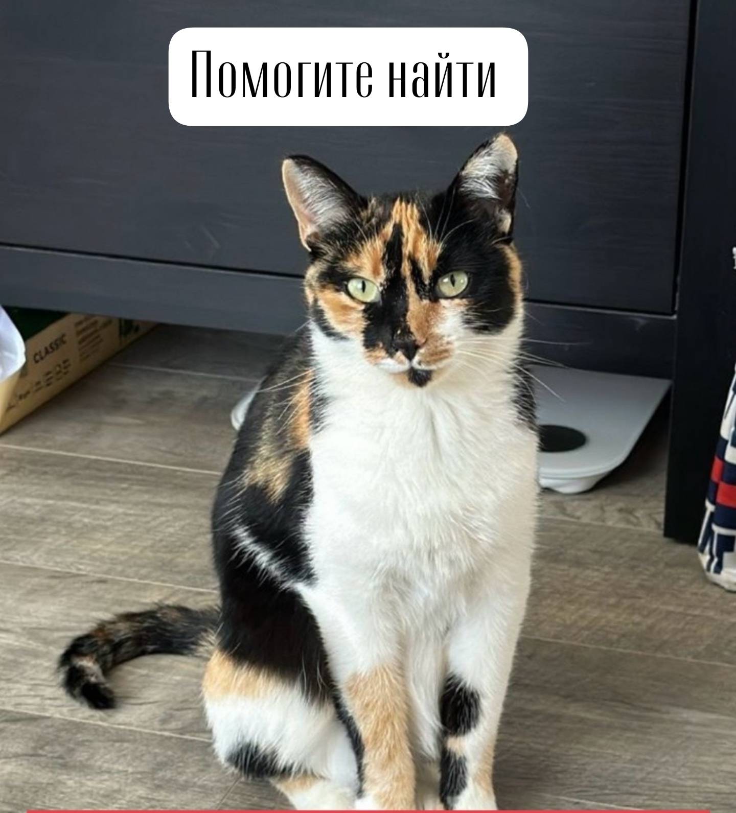 Ставрополь Пропала кошка в рай...