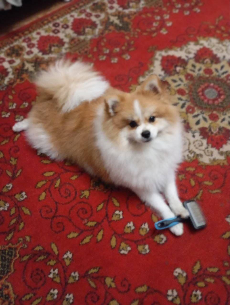 22-го октября пропала собака (...