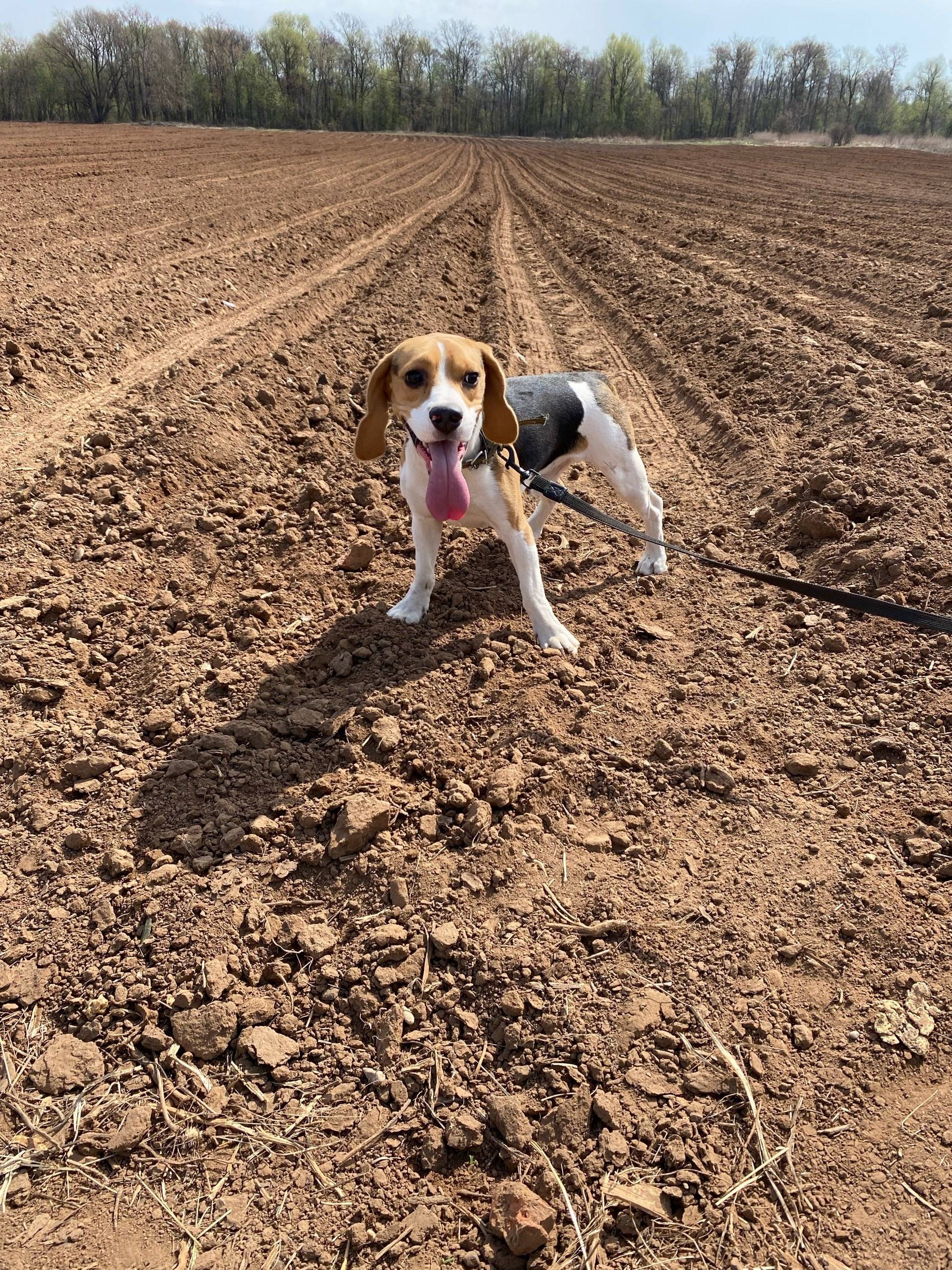 Потерялась собака, порода Бигл...