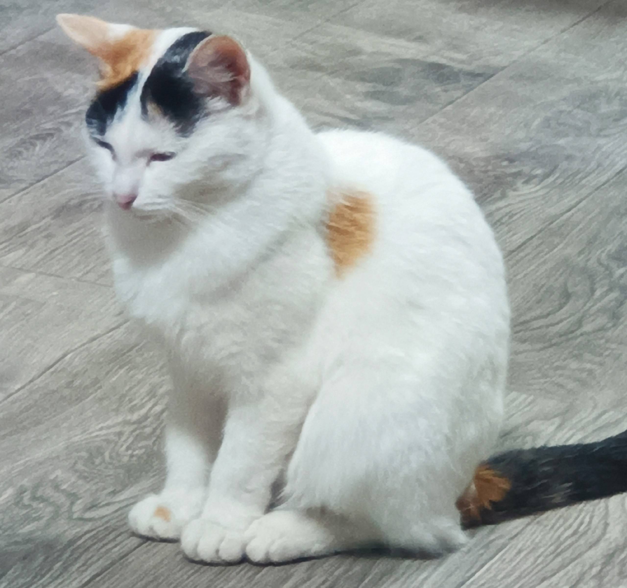 ПРОПАЛА КОШКА! ПОМОГИТЕ НАЙТИ!...