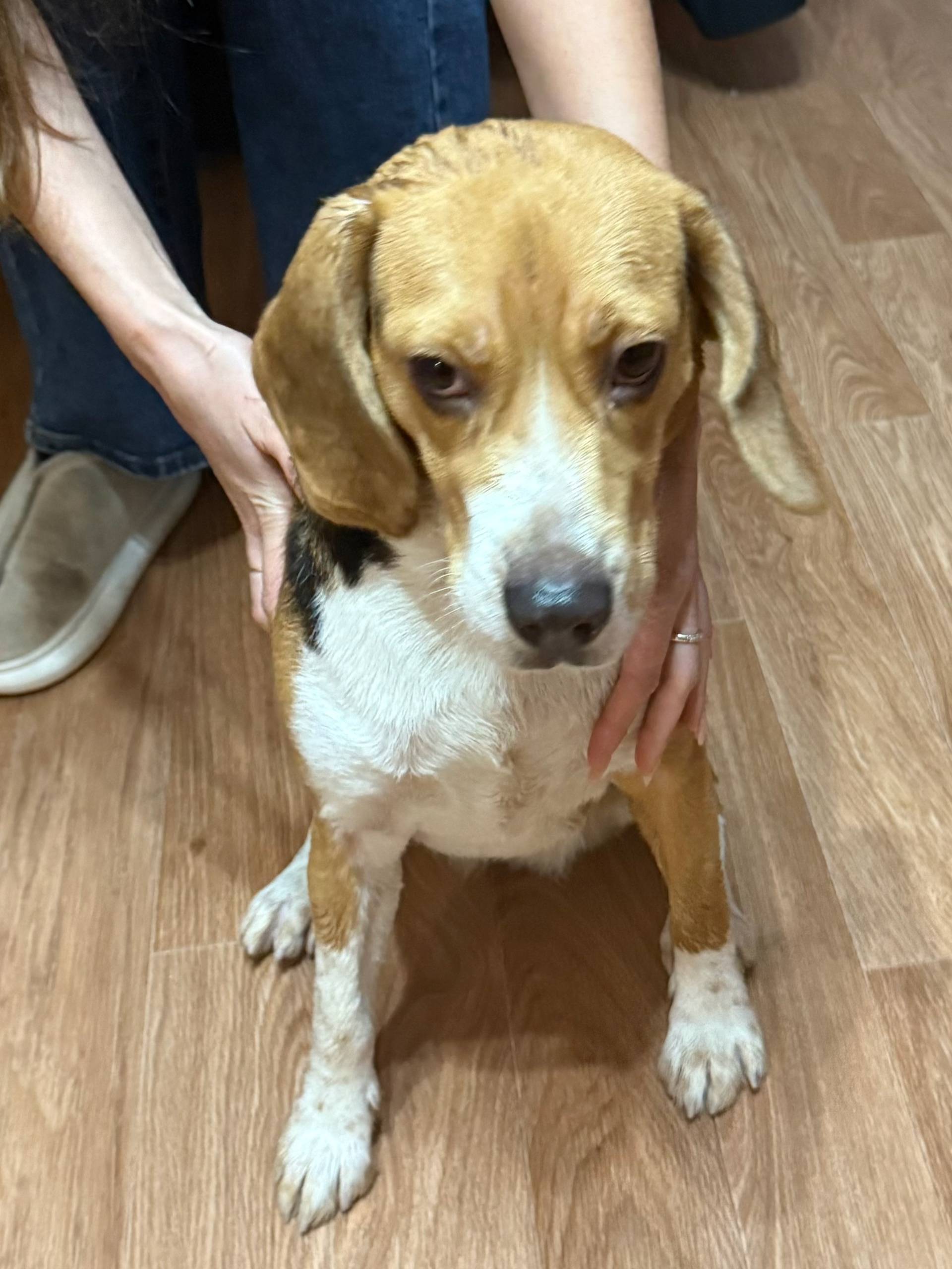 Чья собака??? Найдена собака в...