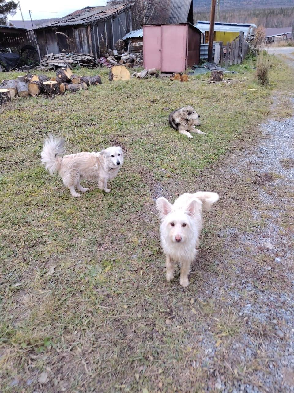 Вчера пропала собака на Зюратк...