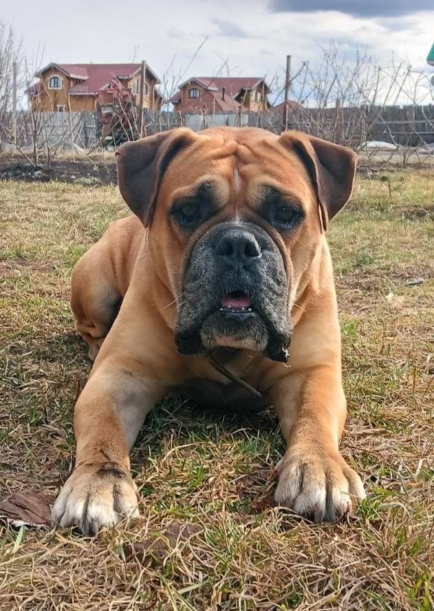 22 октября потерялась собака (...