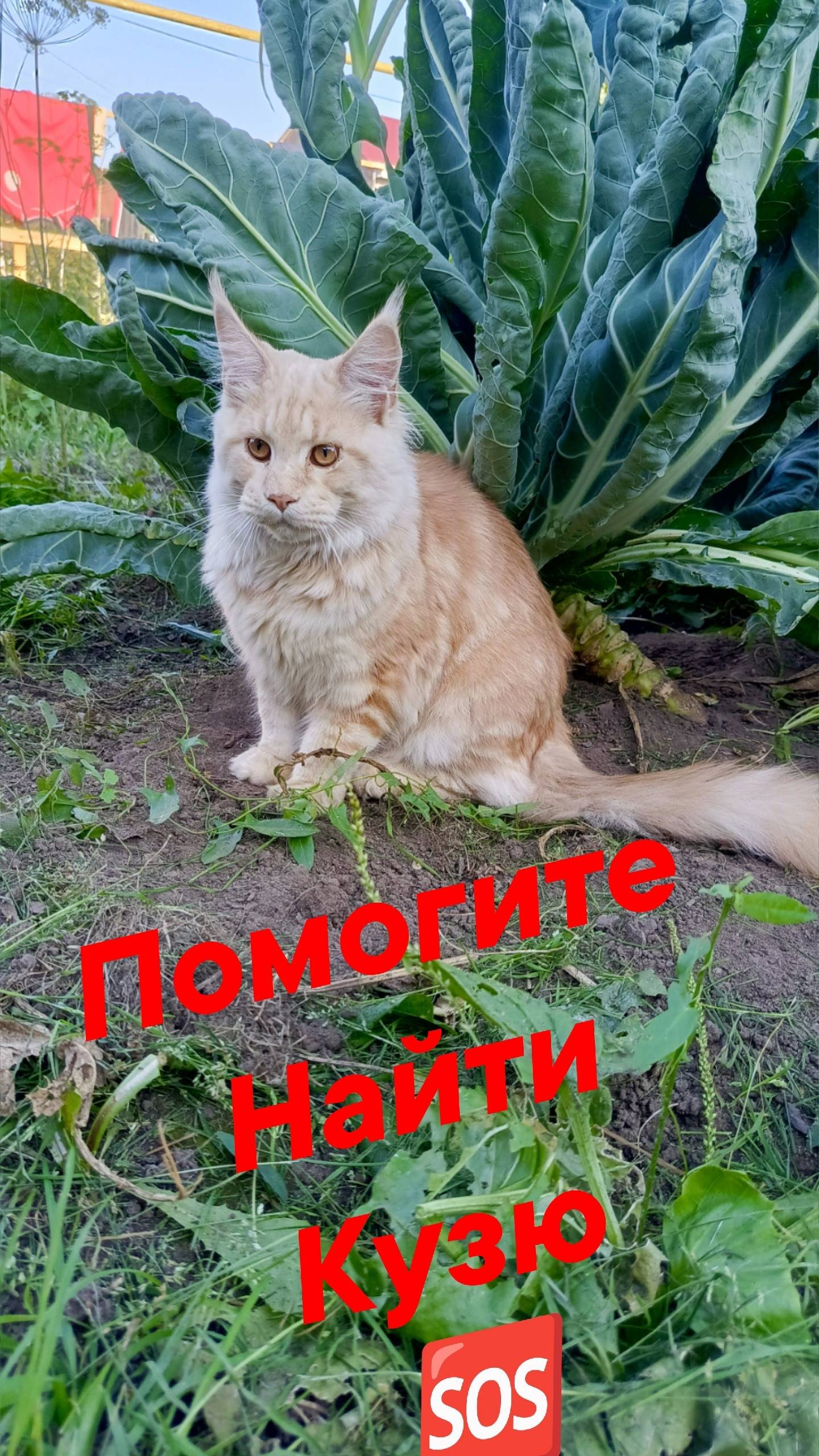 🆘🆘🆘🆘🆘🆘🆘🆘🆘🆘 Пропал кот. Порода ...
