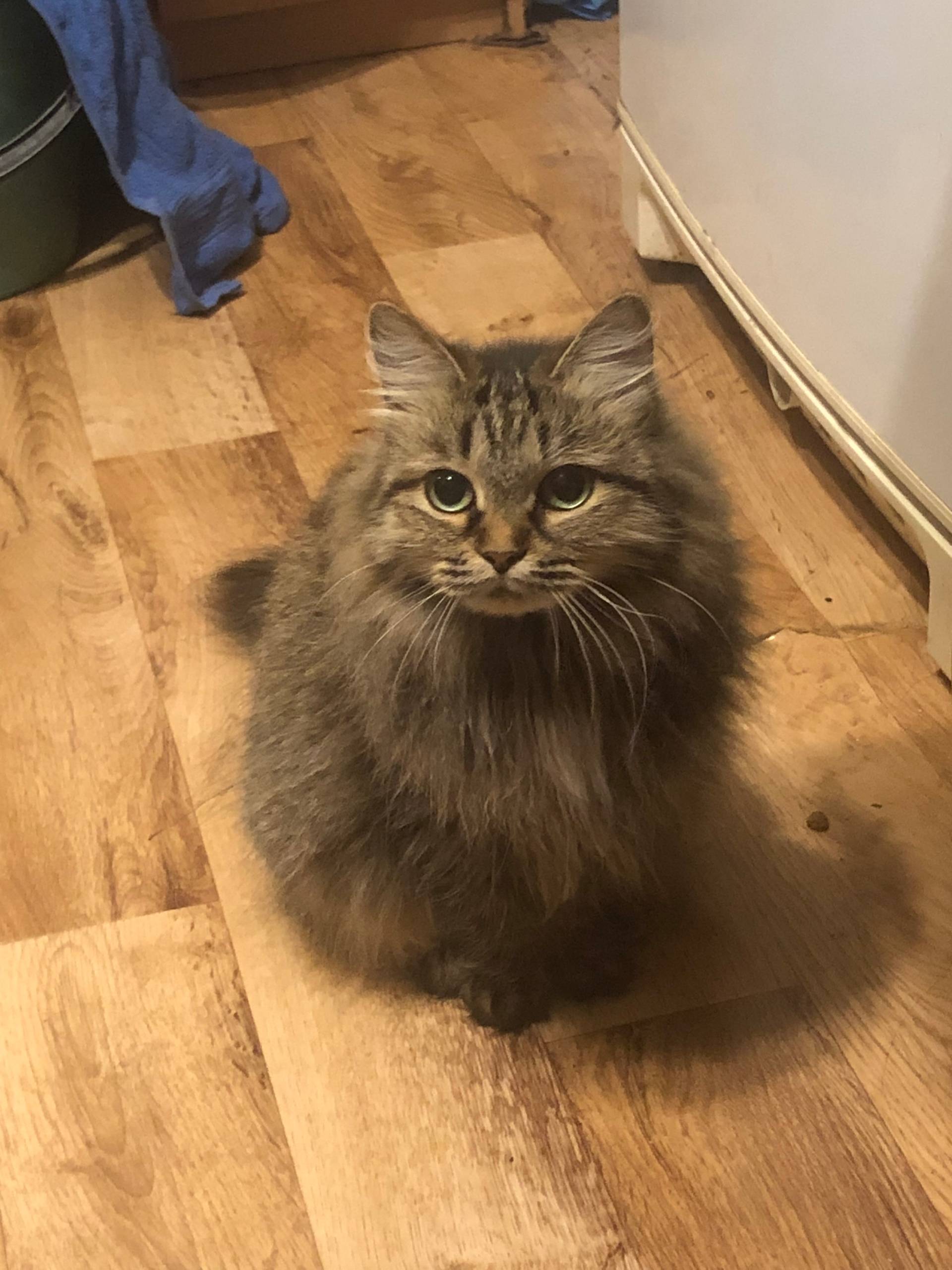 ОБЪЯВЛЕНИЕ!!!!! Пропала кошка ...