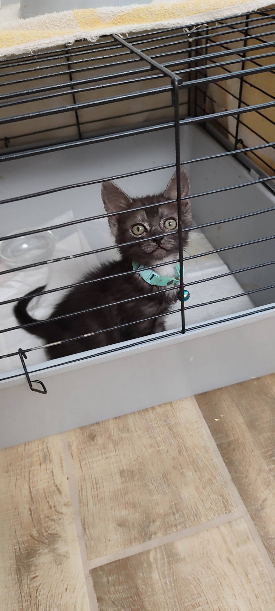 Ох как я не хотела кошку...