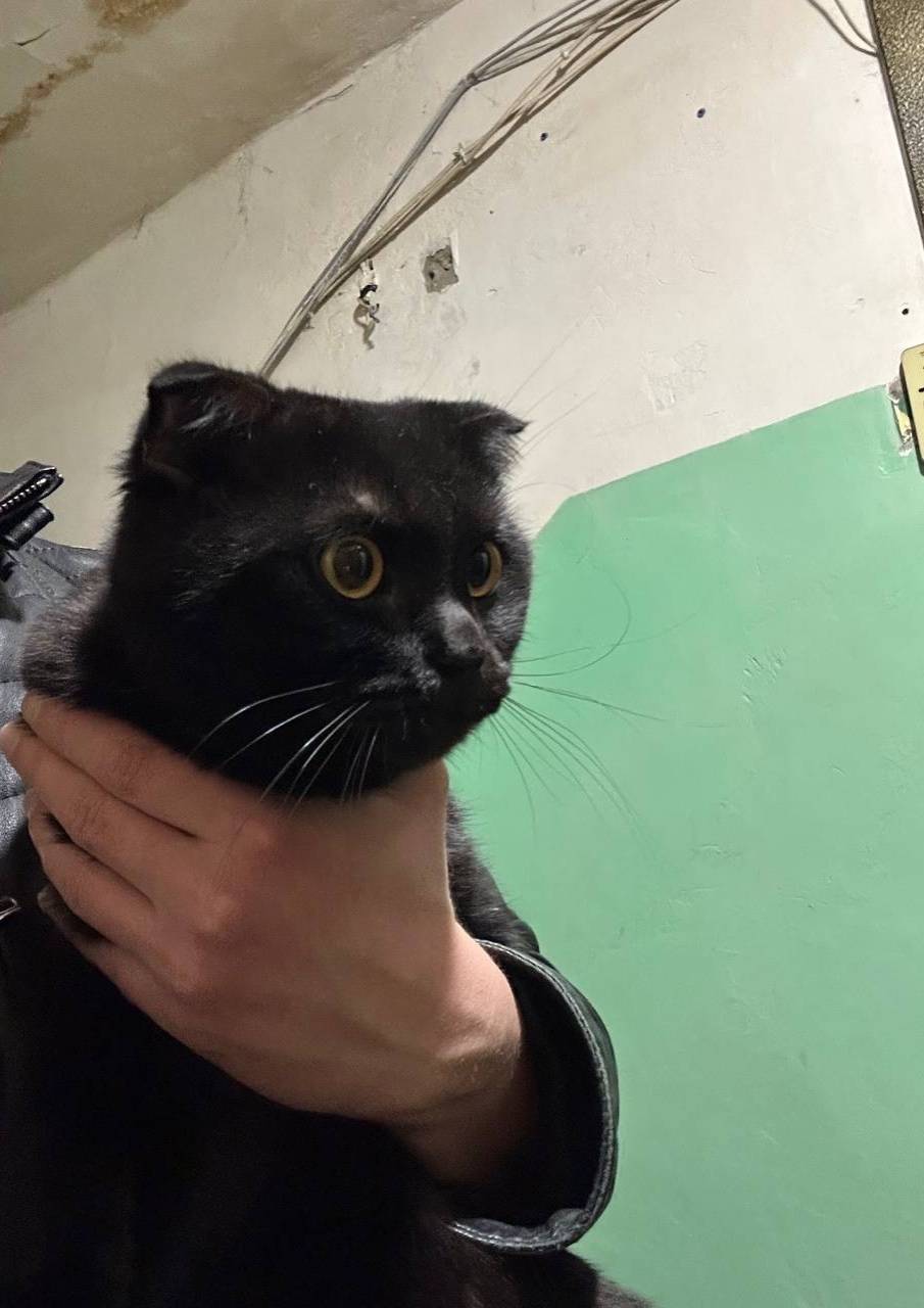 Найден черный, вислоухий кот/к...