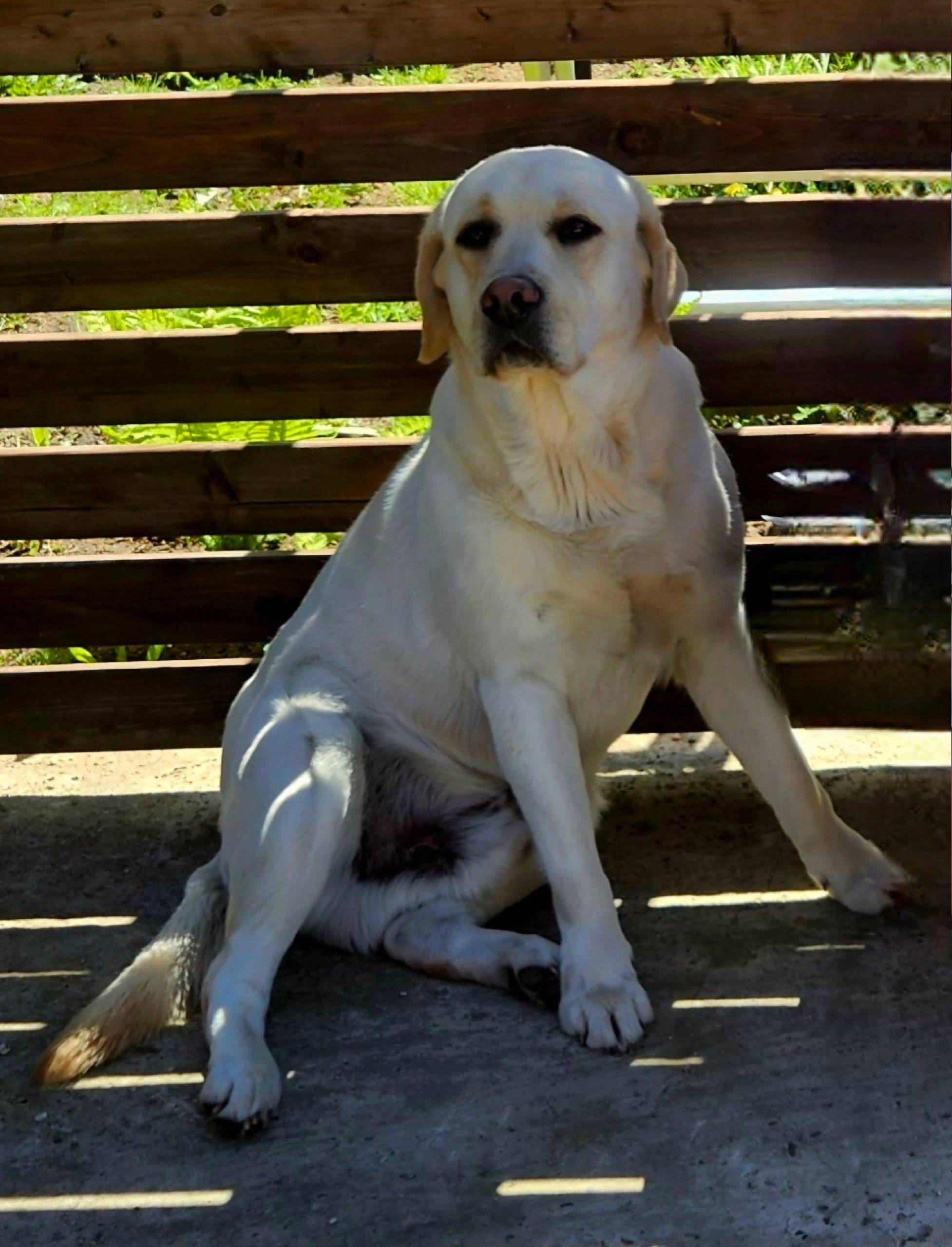 Потерялся пес Риччи, на ошейни...