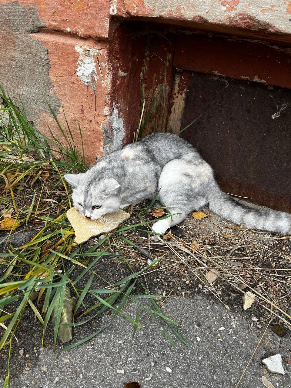 ❓ЧЕЙ КОТ (КОШКА)❓ Райнон ЦУМа....