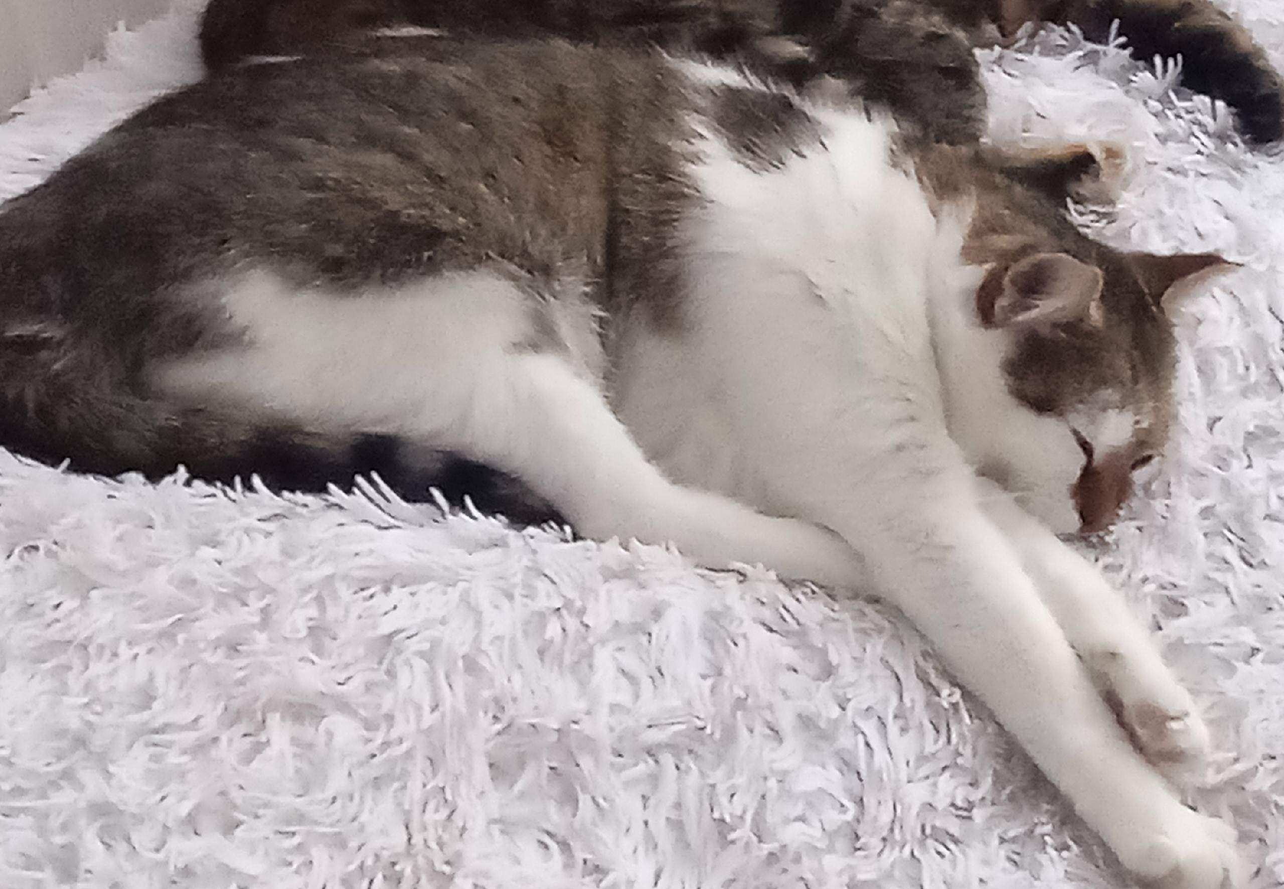 Пропала кошка Маруся, Одет кра...