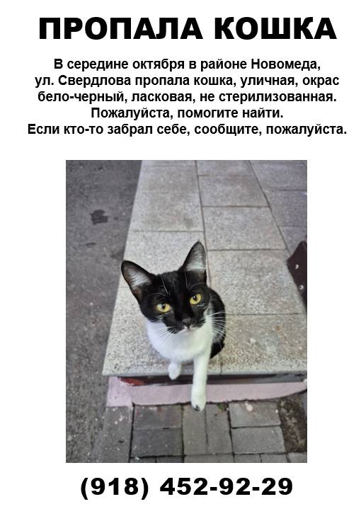 ПРОПАЛА КОШКА В середине октяб...