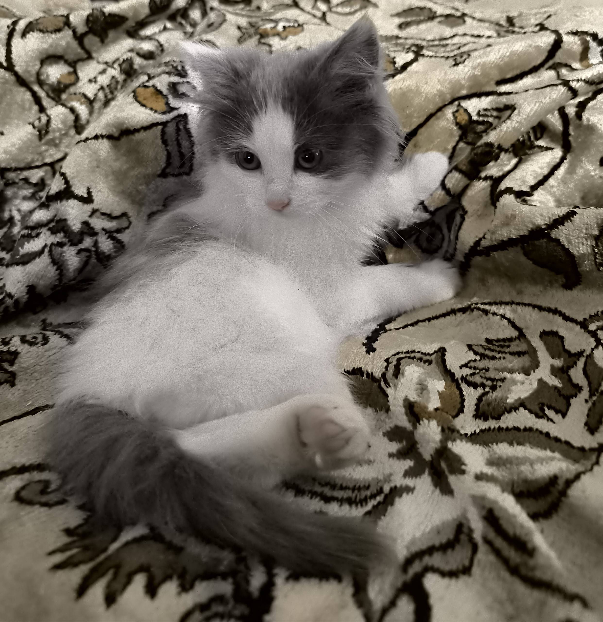 Внимание, друзья! 🐾 По улице П...