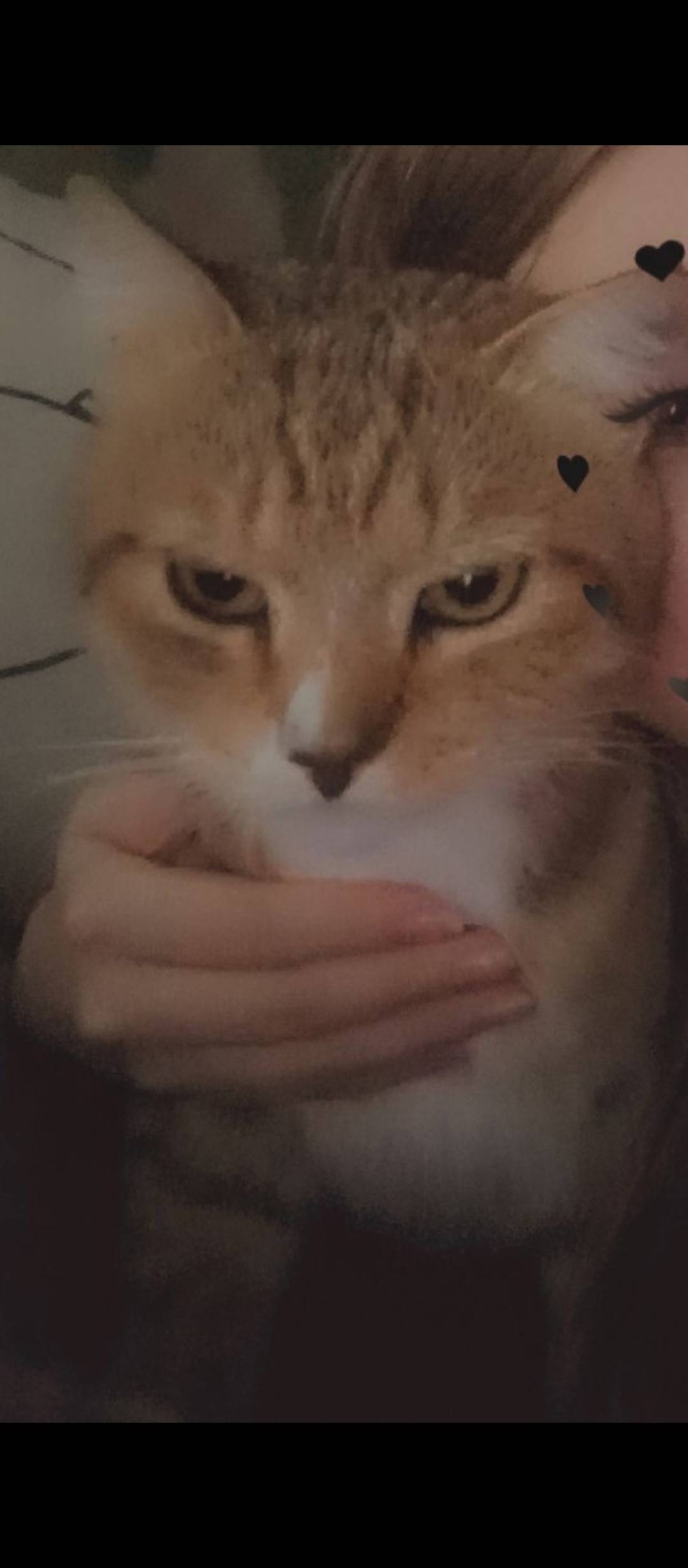 ‼️ВНИМАНИЕ ПРОПАЛ КОТ‼️ ушел н...