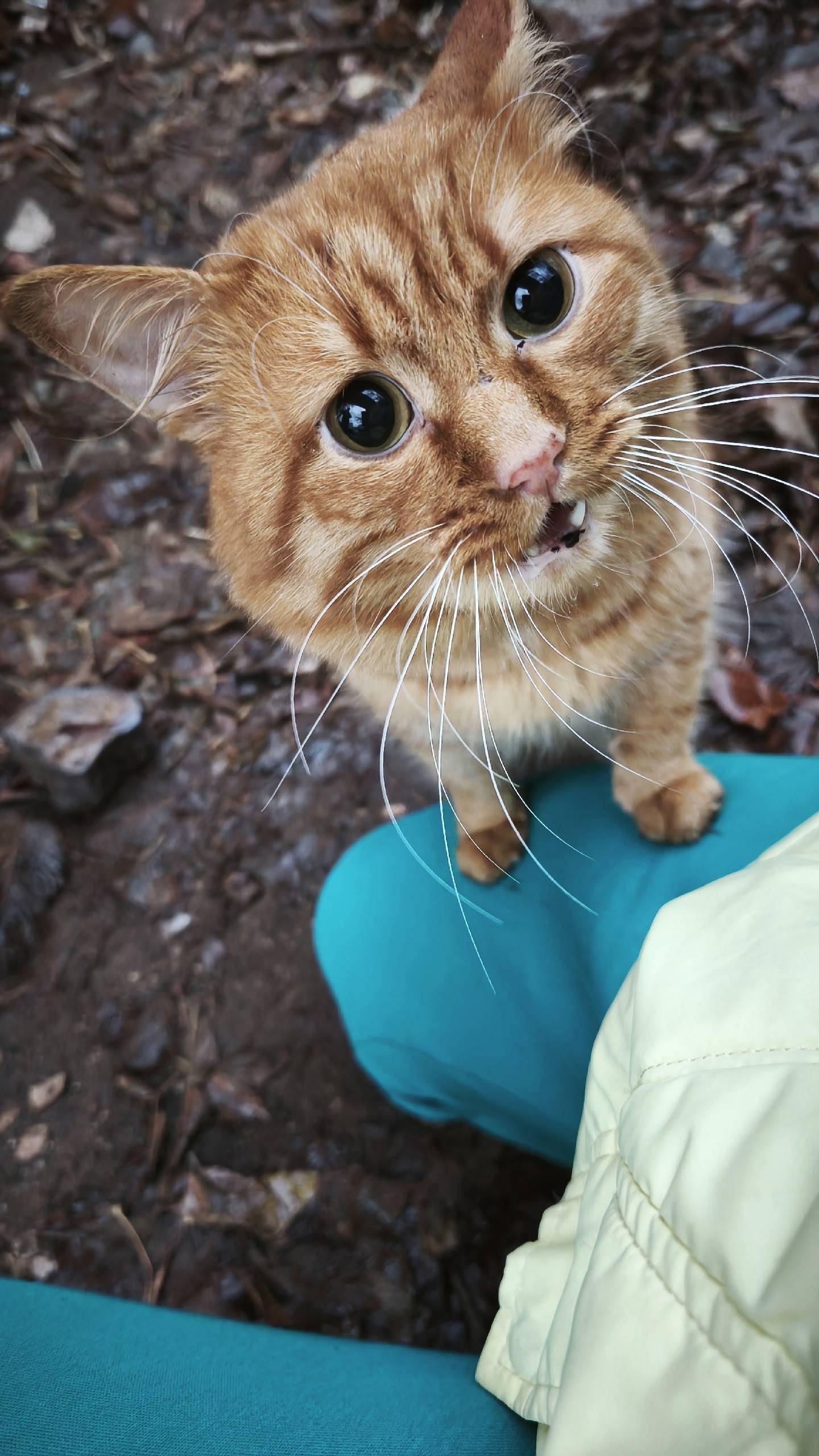 Чей потеряшка срочно ищу хозяи...