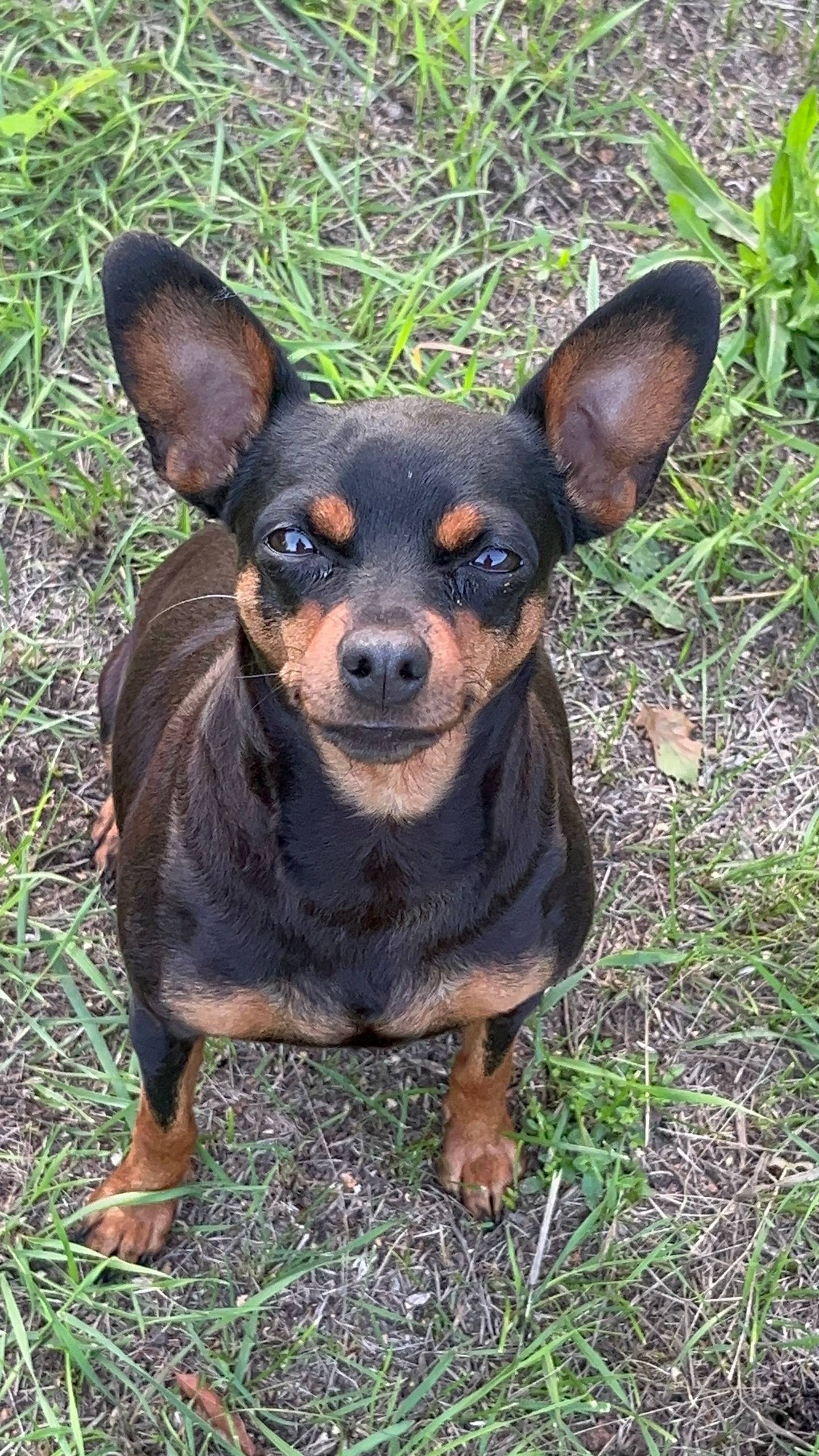 Пропала собака (мини той-терье...