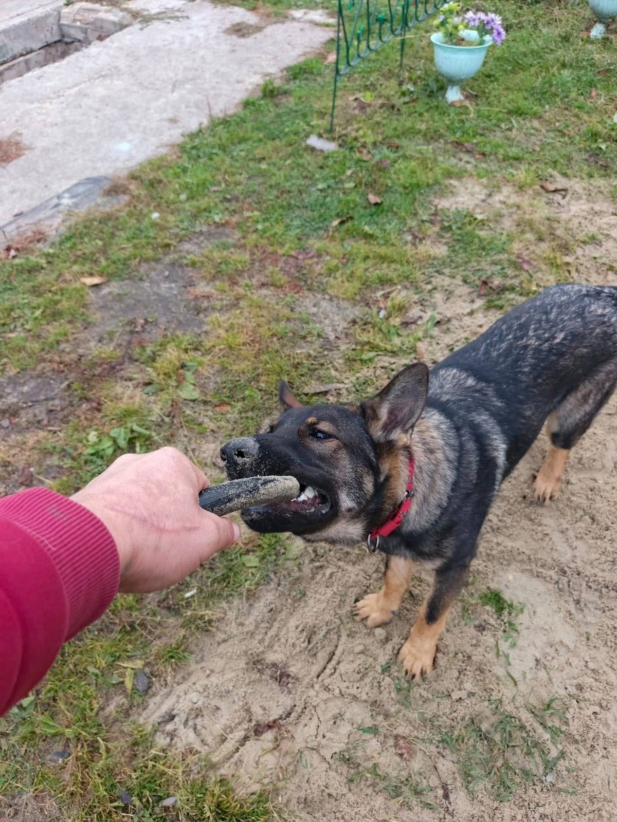 Пропала собака немецкая овчарк...