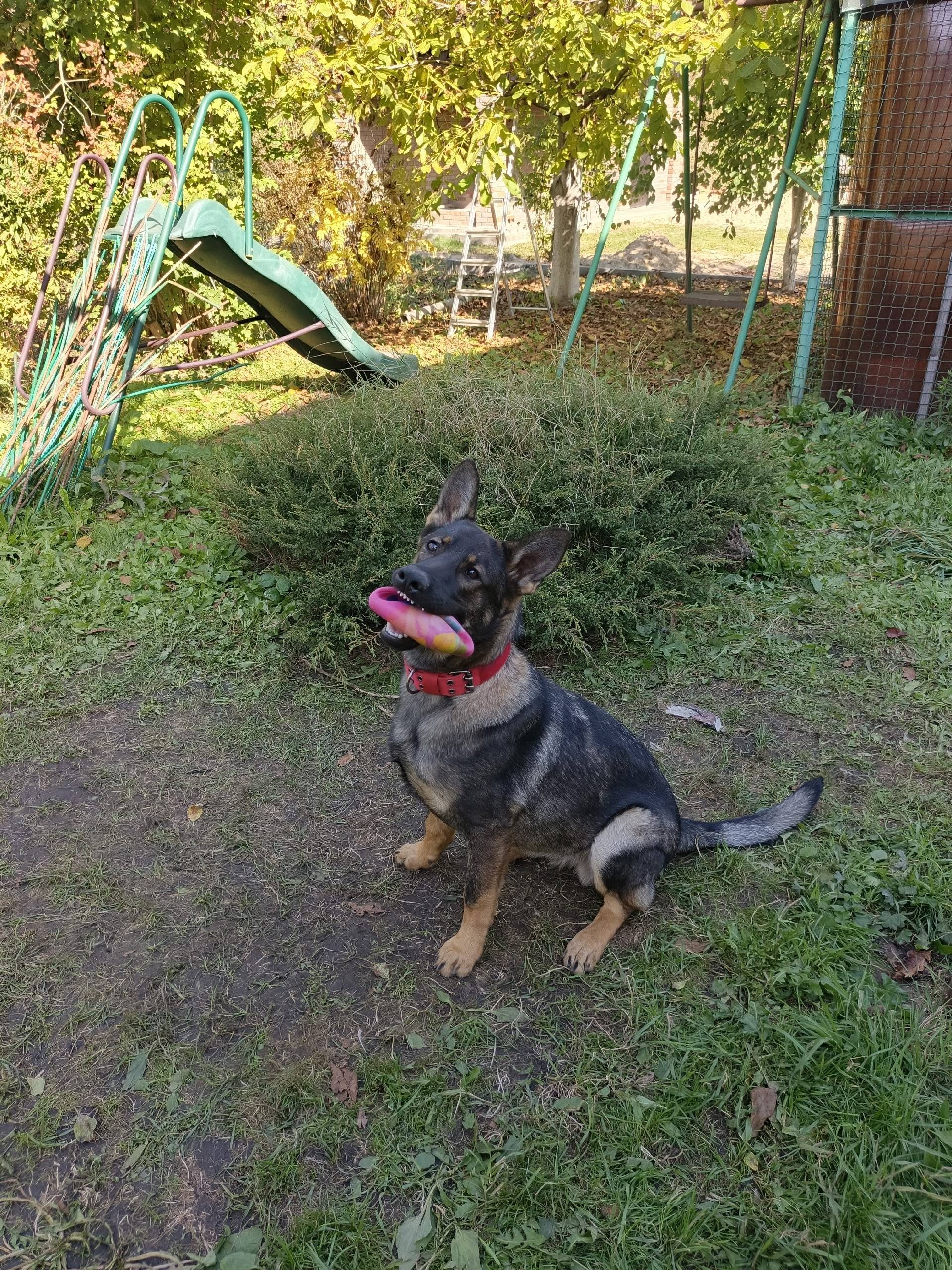 Пропала собака немецкая овчарк...