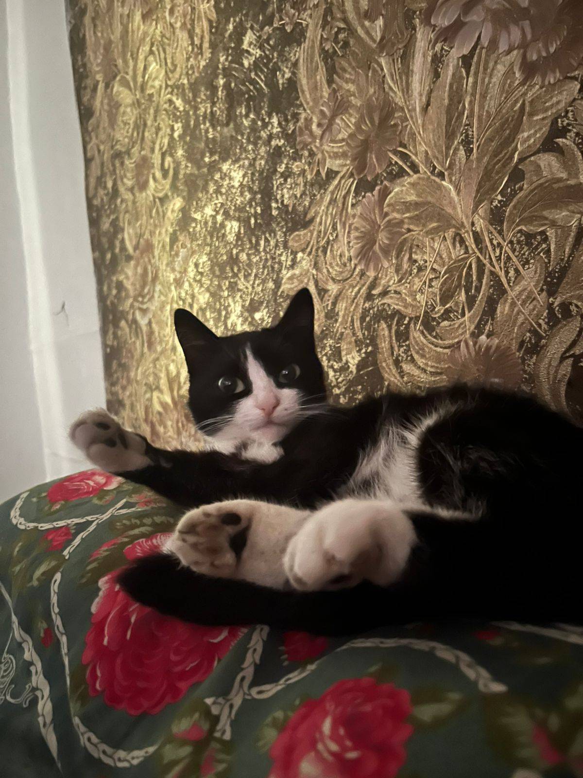 Пропала кошка 