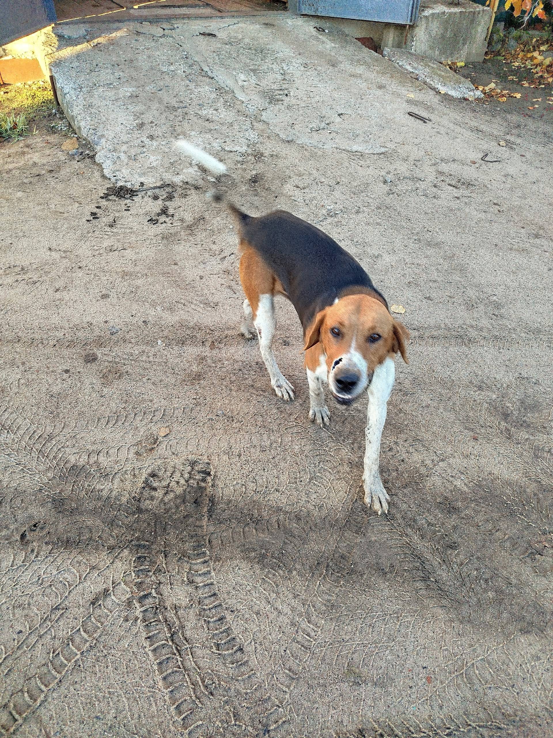 Бегает собака, с ошейником, др...