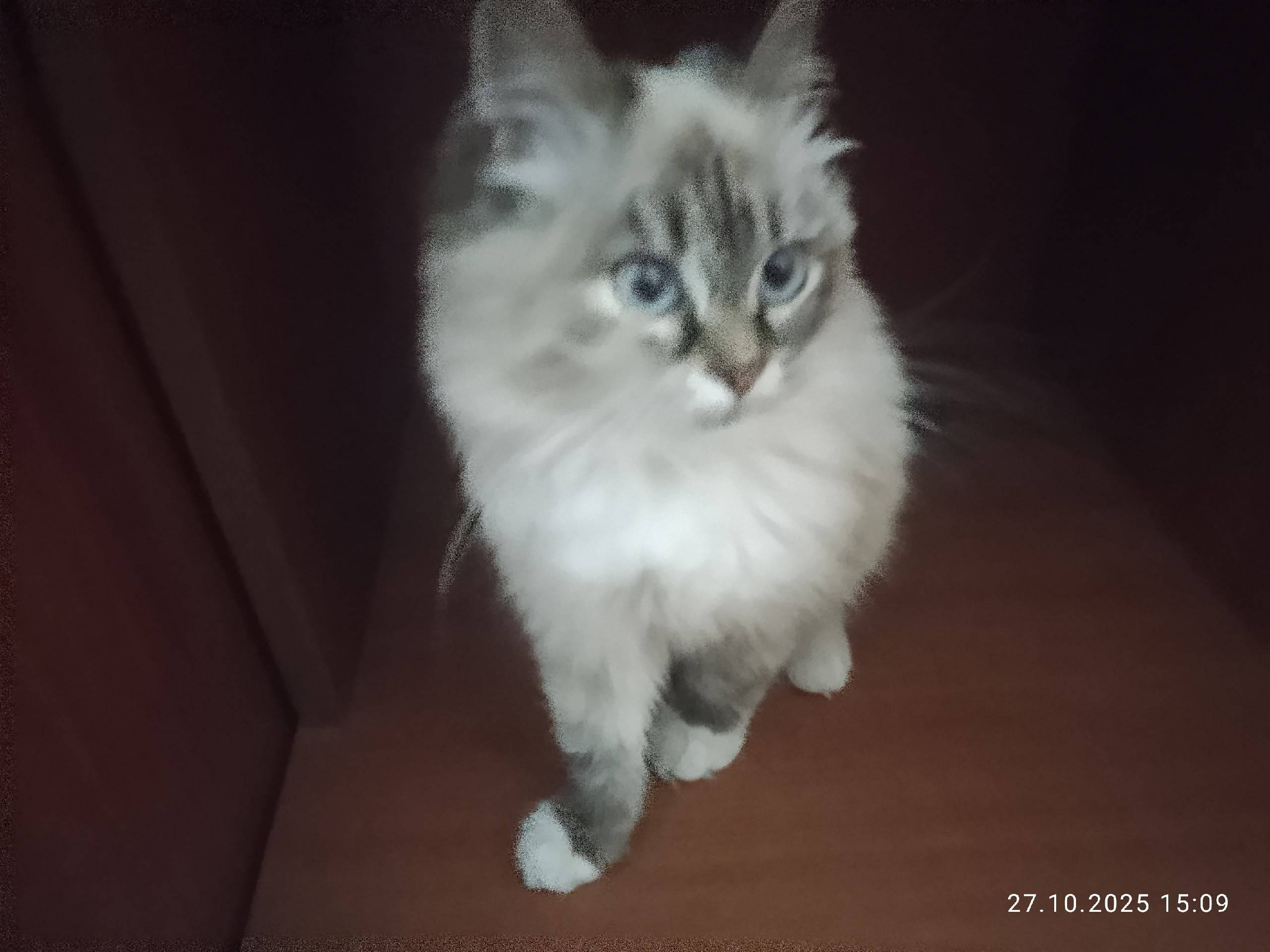 Найдена кошка по улице Нестеро...