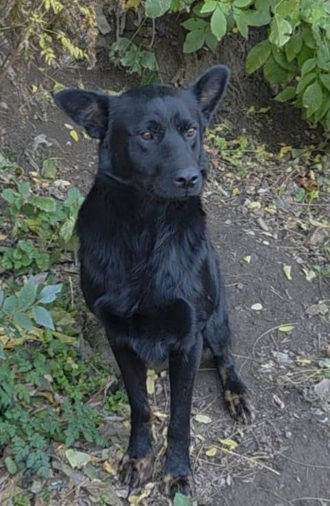 Помогите найти собаку. Зовут М...