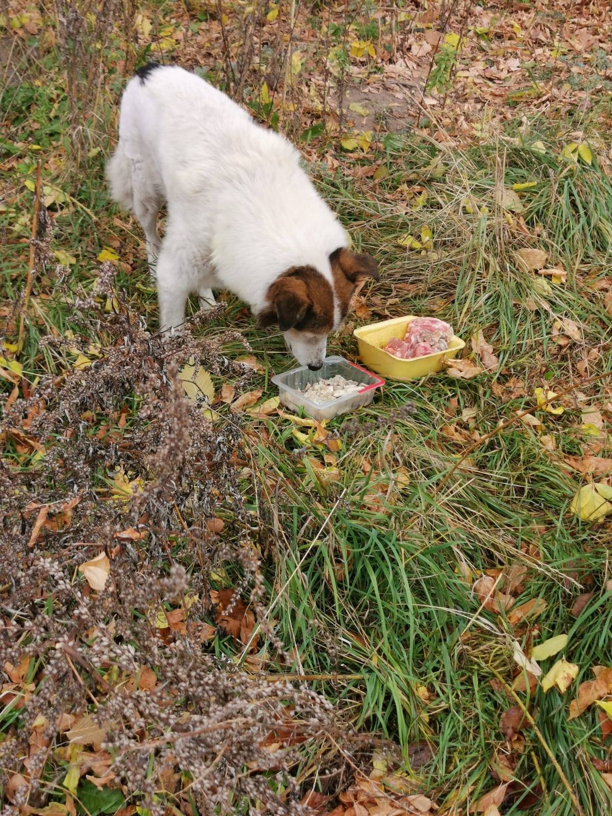 🆘🆘🆘🆘🚨🚨🚨🚨😭😭😭 Друзья, мы ищем на...