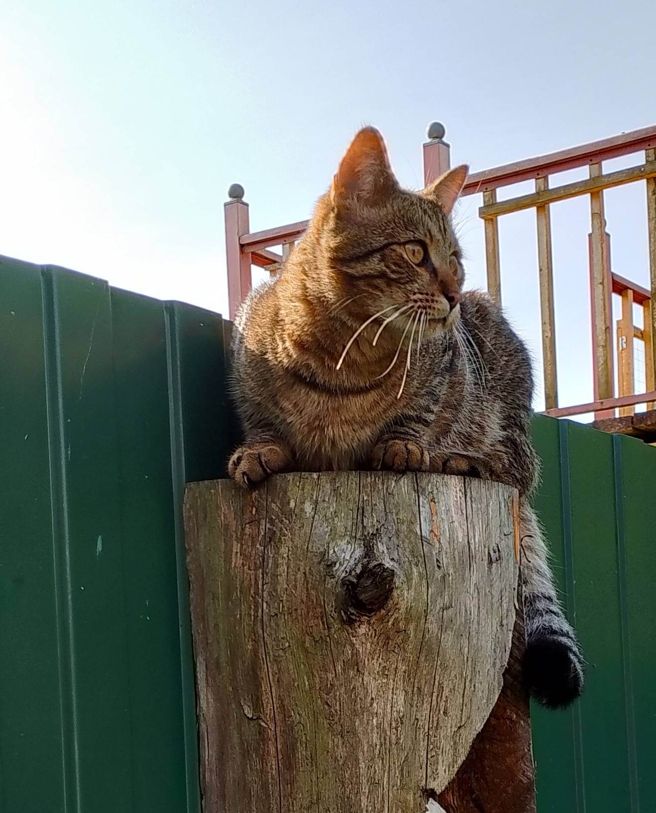 Пропал молодой кот. Зовут Тиша...