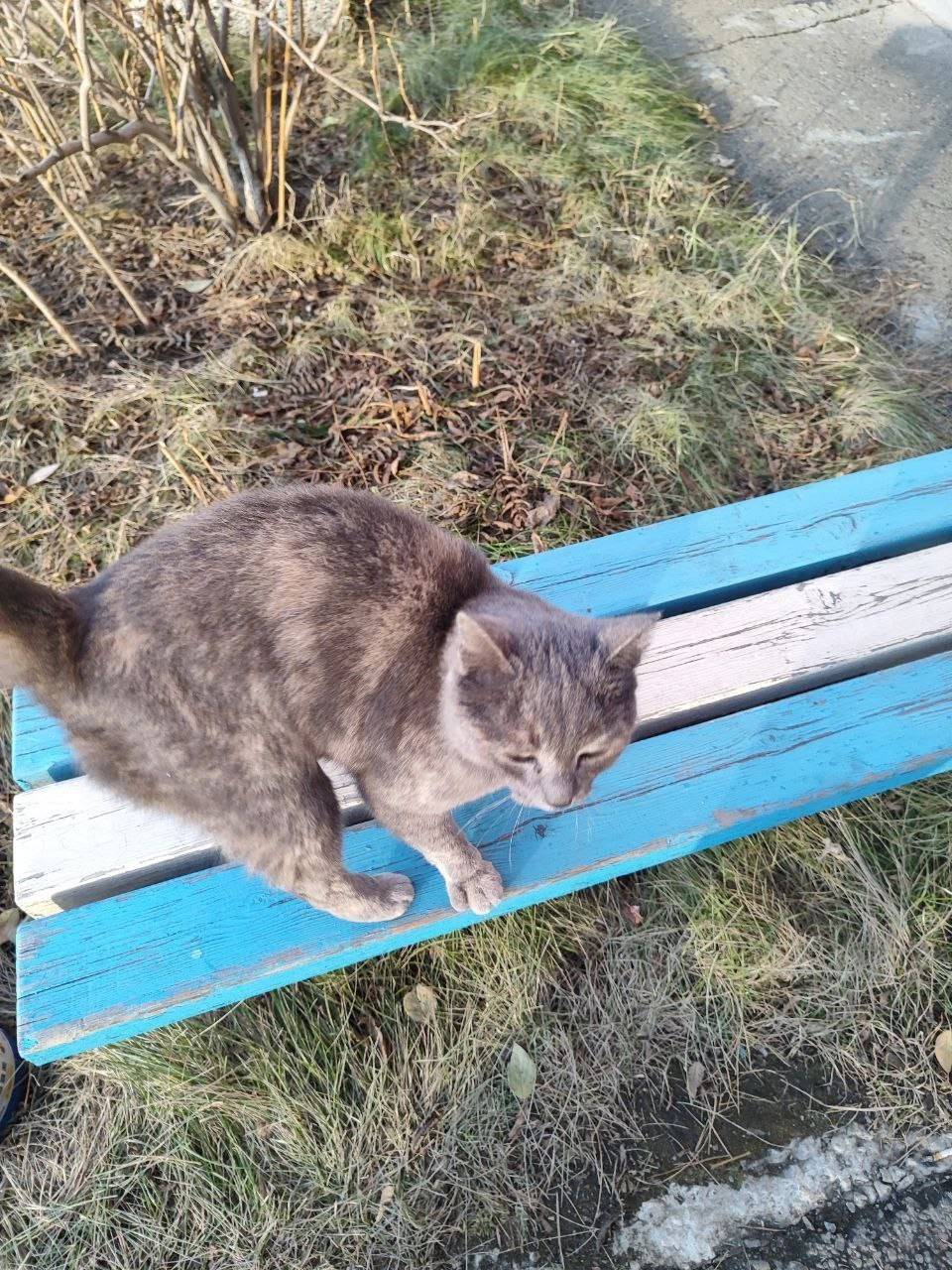 Товарищи, возле дома брошенный...