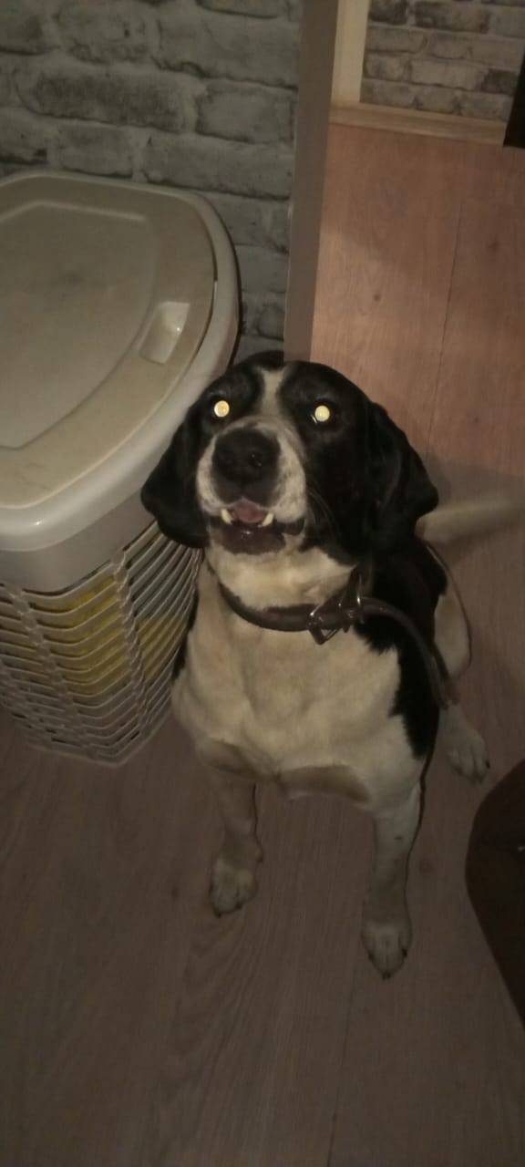 Убежала собака по кличке ,,Дже...