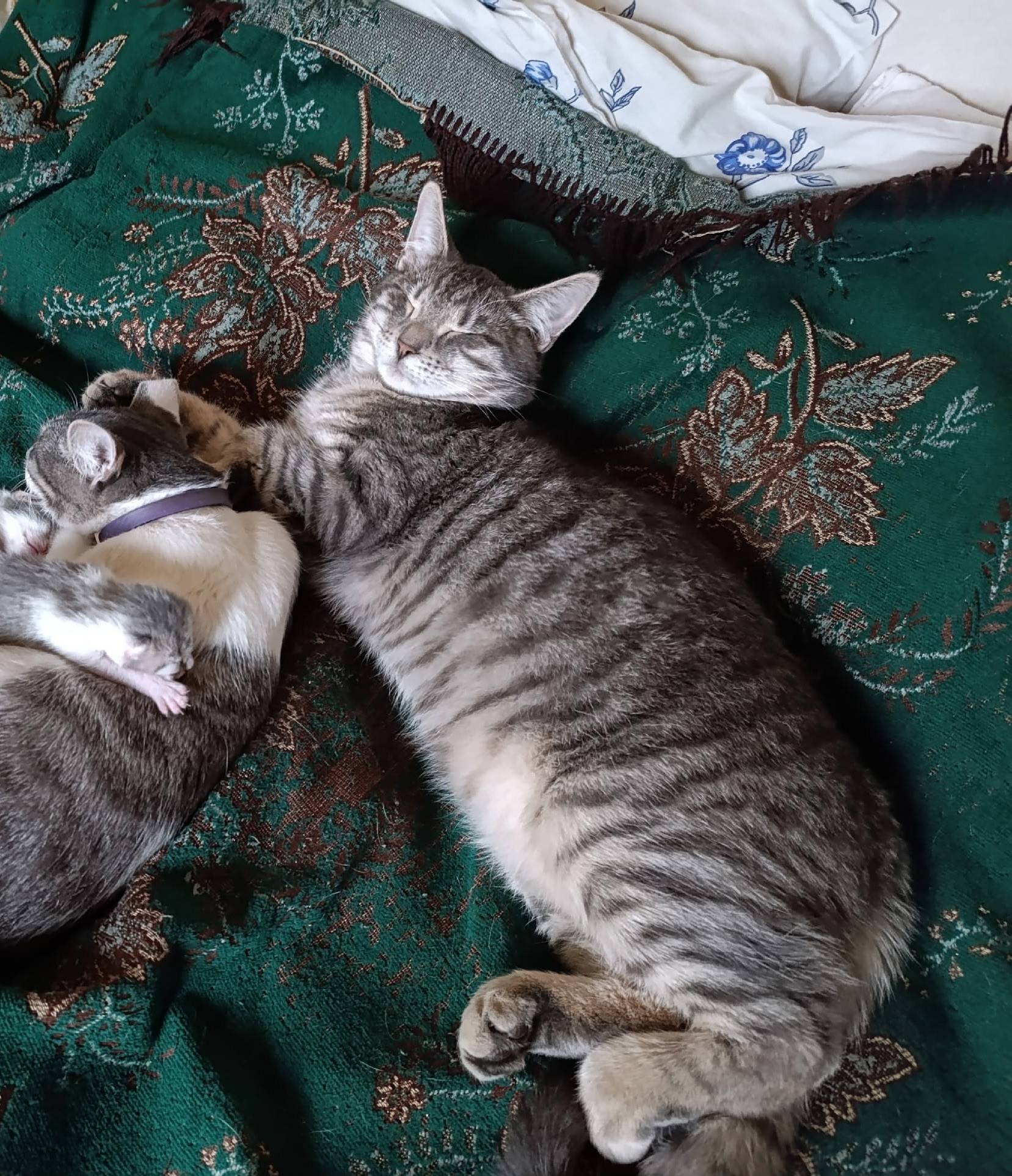 Пропал кот, возраст 2 года, кл...