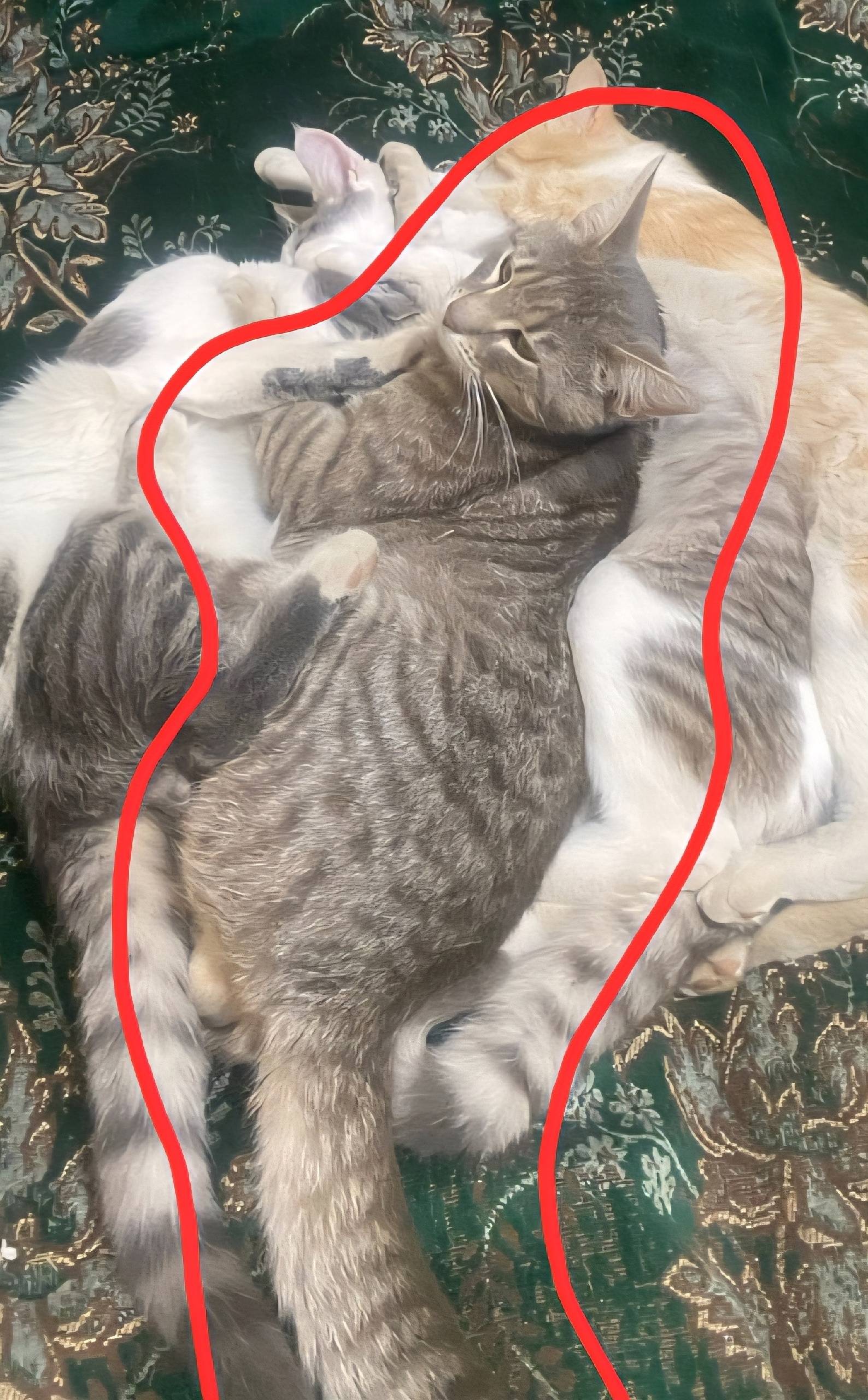 Пропал кот, возраст 2 года, кл...