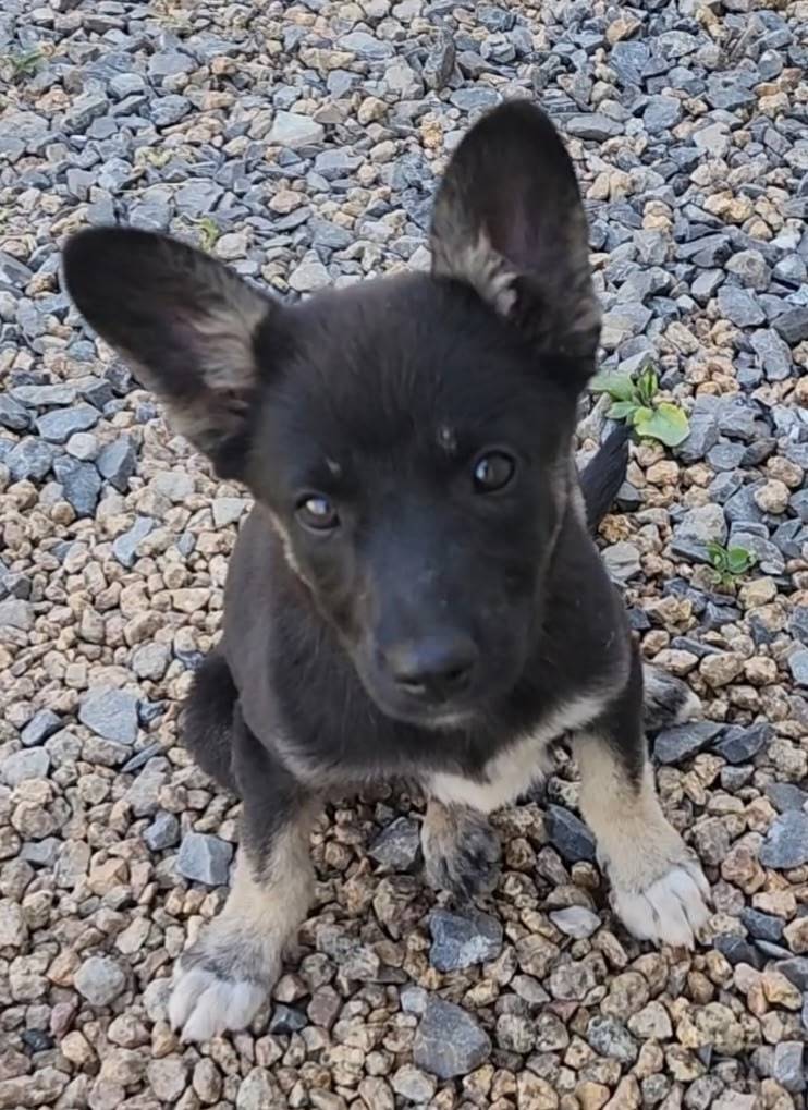 Пропала собака, кличка Рада, 7...